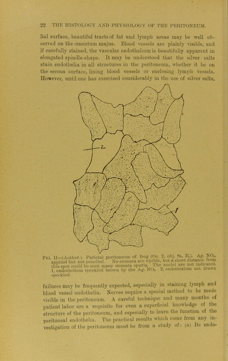 lial surface, beautiful tracts of fat and lymph areas may be well ob- served on the omentum majus. Blood vessels are plainly visible, and if cai'efully stained, the vascular endothelium is beautifully apparent in elongated spindle-shape. It may be understood that the silver salts stain endothelia in all structures in the peritoneum, whether it be on the serous surface, lining blood vessels or enclosing lymph vessels. However, until one has exercised considerably in the use of silver salts, Fig. 11—(Author.) Parietal peritoneum of frog: (Gc. 2, obj. 8a, R-)> Ag. api)liecl but not ]»encilecl. No stomata are visible, but a short distance from this spot could be seen many stomata spuria. The nuclei are not indicat . 1, endothelium speckled brown by the Ag. NOs. 2, endothelium not dia\ speckled. failures may be frecpiently expected, especially in staining lymph and blood vessel endothelia. Nerves require a special method to be made visible in the peritoneum. A careful technique and many months of patient labor are a requisite for even a superficial knowledge of the structure of the peritoneum, and especially to learn the function of the peritoneal endothelia. The practical results which come from any in- vestigation of the peritoneum must be from a study of: (a) Its endo-