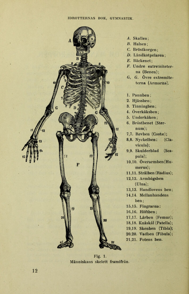 A. Skallen; B. Halsen; C. Bröstkorgen; D. Ländkotpelaren; E. Bäckenet; F. Undre extremiteter- na (Benen); G. G. Övre extremite- terna (Armarna). 1. Pannben ; 2. Hjässben; 3. Tinningben; 4. Överkäksben; 5. Underkäken; 6. Bröstbenet (Ster- num); 7.7. Revben (Costae); 8.8. Nyckelben; (Cla- vicula); 9.9. Skulderblad (Sca- pula); 10.10. Överarmben(Hu- merus); 11.11. Strålben (Radius); 12.12. Armbågsben (Ulna); 13.13. Handlovens ben; 14.14. Mellanhandens ben; 15.15. Fingrarna; 16.16. Höftben; 17.17. Lårben (Femur); 18.18. Knäskål (Patella); 19.19. Skenben (Tibia); 20.20. Vadben (Fibula); 21.21. Fotens ben. 12 Fig. 1. Människans skelett framifrån.