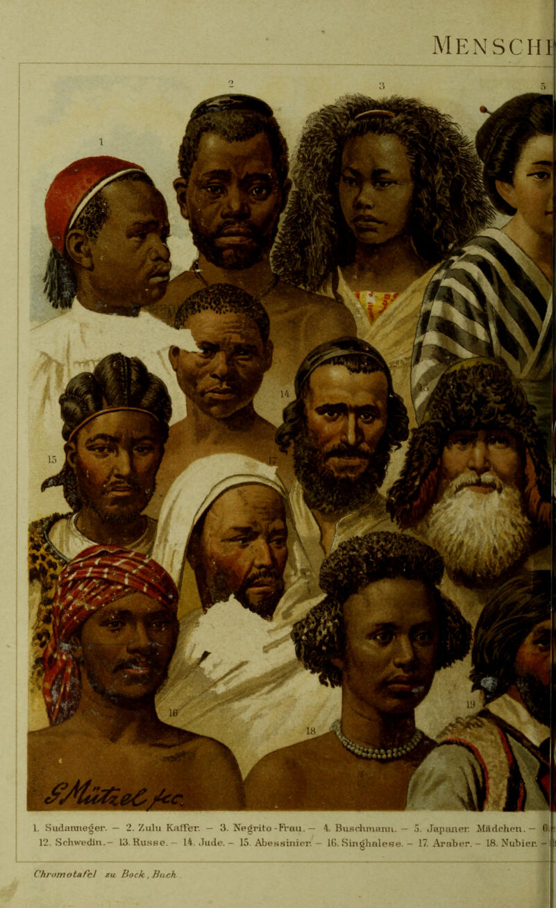 l. Sudaraie^er. — 2. Zulu KatFer. — 3. Negrito-?Vau. — 4. BuschmaniL. — 5. Japaner. Mädchen. — ß.|! 12. Schw^edin.- 13. Russe. - 14. Jude. — 15. Abessinier. — 16. Singhalese. - 17. Araber. - 18. Nubier. - |ll MENSCHlj Chromotafe! xw Bock ,Bihch