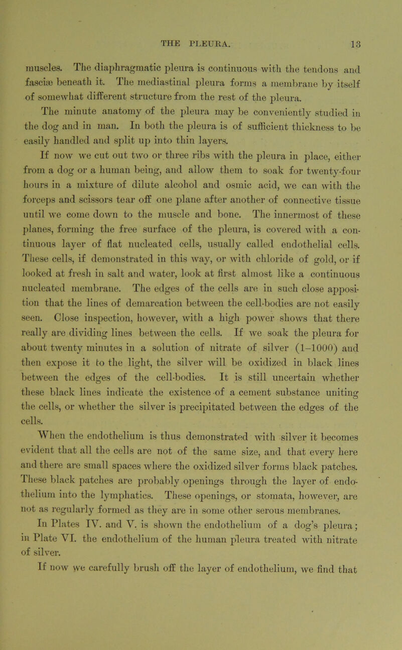 muscles. The diaphragmatic pleura is continuous with the tendons and fasciae beneath it. The mediastinal pleura forms a membrane by itself of somewhat different structure from the rest of the pleura. The minute anatomy of the pleura may be conveniently studied in the dog and in man. In both the pleura is of sufficient thickness to be easily handled and split up into thin layers. If now we cut out two or three ribs with the pleura in place, either from a dog or a human being, and allow them to soak for twenty-four hours in a mixture of dilute alcohol and osniic acid, we can with the forceps and scissors tear off one plane after another of connective tissue until we come down to the muscle and bone. The innermost of these planes, forming the free surface of the pleura, is covered with a con- tinuous layer of flat nucleated cells, usually called endothelial cells. These cells, if demonstrated in this way, or with chloride of gold, or if looked at fresh in salt and water, look at first almost like a continuous nucleated membrane. The edges of the cells are in such close apposi- tion that the lines of demarcation between the cell-bodies are not easily seen. Close inspection, however, with a high power shows that there really are dividing lines between the cells. If we soak the pleura for about twenty minutes in a solution of nitrate of silver (1-1000) and then expose it to the light, the silver will be oxidized in black lines between the edges of the cell-bodies. It is still uncertain whether these black lines indicate the existence of a cement substance unitins: the cells, or whether the silver is precipitated between the edges of the cells. AY hen the endothelium is thus demonstrated with silver it becomes evident that all the cells are not of the same size, and that every here and there are small spaces where the oxidized silver forms black patches. These black patches are probably openings through the layer of endo- thelium into the lymphatics. These openings, or stomata, however, are not as regularly formed as they are in some other serous membranes. In Plates IV. and V. is shown the endothelium of a dog’s pleura; in Plate VI. the endothelium of the human pleura treated with nitrate of silver. If now we carefully brush off the layer of endothelium, we find that