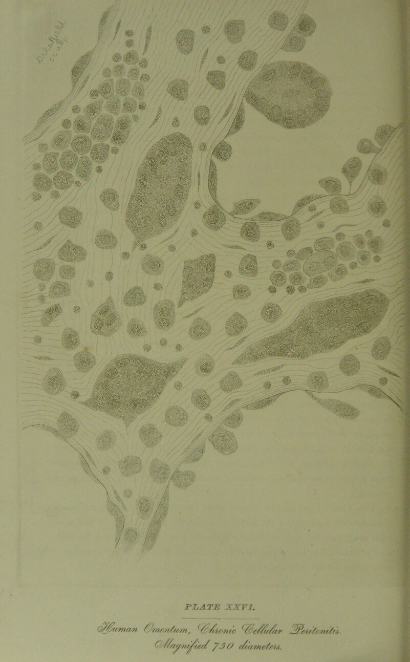 PLATE XXVI. Q$buman Yjincn/tf-jn, VYls>n(c (YYc//f/Yrr f Y/rrrytit ’/icf/ 7.10 (YuzmefoU. ^Pctr'/om/fA
