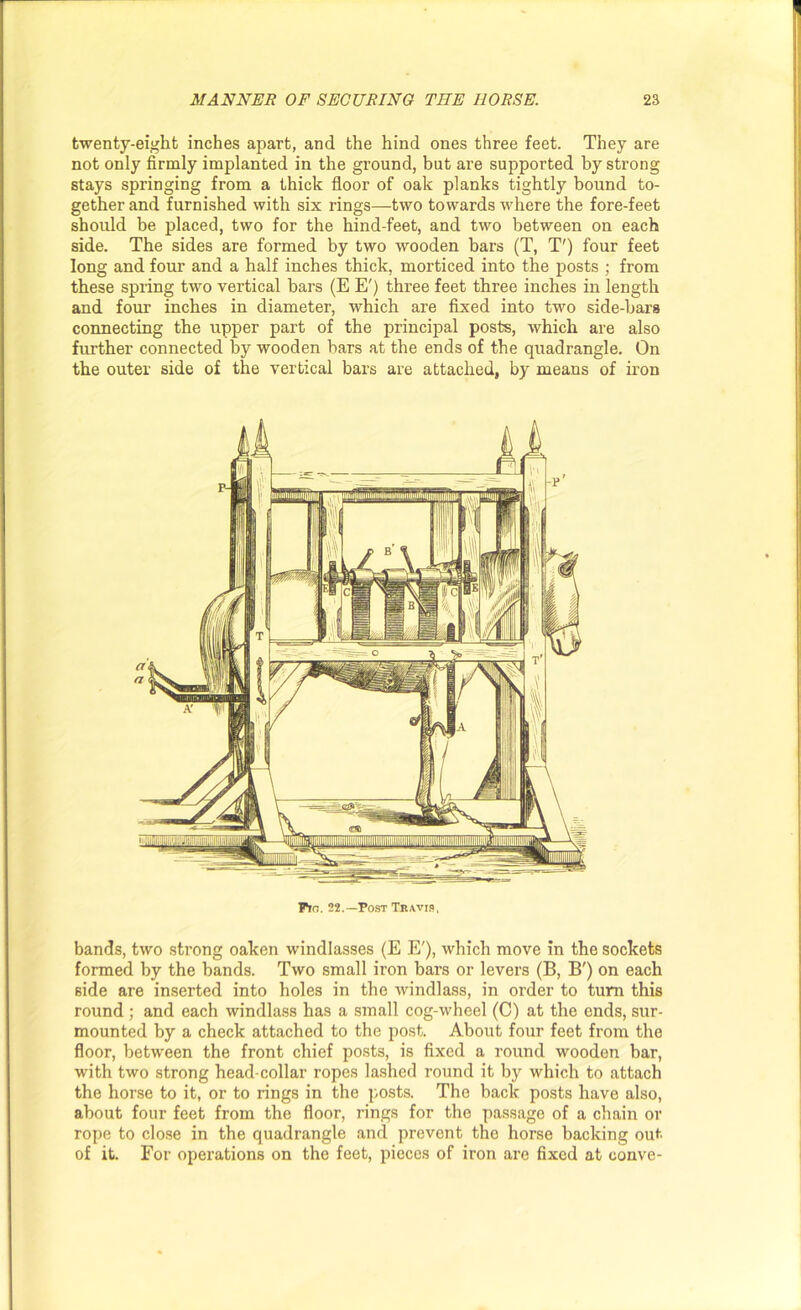 twenty-eight inches apart, and the hind ones three feet. They are not only firmly implanted in the ground, but are supported by strong stays springing from a thick floor of oak planks tightly bound to- gether and furnished with six rings—two towards where the fore-feet should be placed, two for the hind-feet, and two between on each side. The sides are formed by two wooden bars (T, T') four feet long and four and a half inches thick, morticed into the posts ; from these spring two vertical bars (E E') three feet three inches in length and four inches in diameter, which are fixed into two side-bars connecting the upper part of the principal posts, which are also further connected by wooden bars at the ends of the quadrangle. On the outer side of the vertical bars are attached, by means of iron Tin. 22.—Post Travis, bands, two strong oaken windlasses (E E'), which move in the sockets formed by the hands. Two small iron bars or levers (B, B') on each side are inserted into holes in the windlass, in order to turn this round ; and each windlass has a small cog-wheel (C) at the ends, sur- mounted by a check attached to the post. About four feet from the floor, between the front chief posts, is fixed a round wooden bar, with two strong head-collar ropes lashed round it by which to attach the horse to it, or to rings in the posts. The back posts have also, about four feet from the floor, rings for the passage of a chain or rope to close in the quadrangle and prevent the horse backing out of it. For operations on the feet, pieces of iron are fixed at conve-