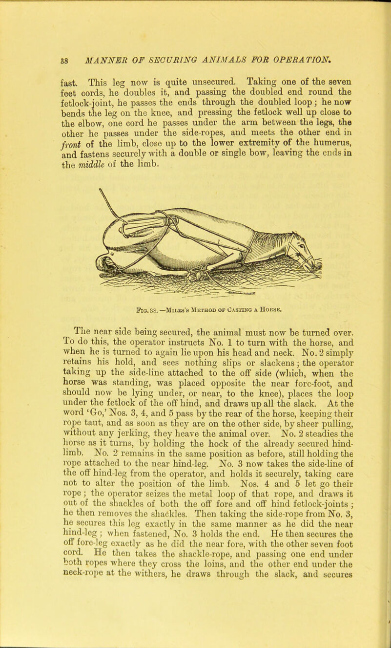 fast. This leg now is quite unsecured. Taking one of the seven feet cords, he doubles it, and passing the doubled end round the fetlock-joint, he passes the ends through the doubled loop; he now bends the leg on the knee, and pressing the fetlock well up close to the elbow, one cord he passes under the arm between the legs, the other he passes under the side-ropes, and meets the other end in front of the limb, close up to the lower extremity of the humerus, and fastens securely with a double or single bow, leaving the ends in the middle of the limb. Fio.38. —Miles's Method of Casting a Hoese. The near side being secured, the animal must now be turned over. To do this, the operator instructs No. 1 to turn with the horse, and when he is turned to again lie upon his head and neck. No. 2 simpty retains his hold, and sees nothing slips or slackens; the operator taking up the side-line attached to the off side (which, when the horse was standing, was placed opposite the near fore-foot, and should now be lying under, or near, to the knee), places the loop under the fetlock of the off hind, and draws up all the slack. At the word ‘Go,’ Nos. 3, 4, and 5 pass by the rear of the horse, keeping their rope taut, and as soon as they are on the other side, by sheer pulling, without any jerking, they heave the animal over. No. 2 steadies the horse as it turns, by holding the hock of the already secured hind- limb. No. 2 remains in the same position as before, still holding the rope attached to the near hind-leg. No. 3 now takes the side-line of the off hind-leg from the operator, and holds it securely, taking care not to alter the position of the limb. Nos. 4 and 5 let go their rope; the operator seizes the metal loop of that rope, and draws it out of the shackles of both the off fore and off hind fetlock-joints ; he then removes the shackles. Then taking the side-rope from No. 3, he secures this leg exactly in the same manner as he did the near hind-leg ; when fastened, No. 3 holds the end. He then secures the off fore-leg exactly as he did the near fore, with the other seven foot cord. He then takes the shackle-rope, and passing one end under both ropes where they cross the loins, and the other end under the neck-rope at the withers, he draws through the slack, and secures