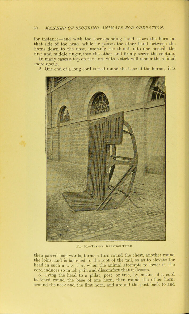 for instance—and with the corresponding hand seizes the horn on that side of the head, while he passes the other hand between the horns down to the nose, inserting the thumb into one nostril, the first and middle finger, into the other, and firmly seizes the septum. In many cases a tap on the horn with a stick will render the animal more docile. 2. One end of a long cord is tied round the base of the horns ; it is Fig. 00.—Trapp’s Operation Table. then passed backwards, forms a turn round the chest, another round the loins, and is fastened to the root of the tail, so as to elevate the head in such a way that when the animal attempts to lower it, the cord induces so much pain and discomfort that it desists. 3. Tying the head to a pillar, post, or tree, by means of a cord fastened round the base of one horn, then round the other horn, around the neck and the first horn, and around the post back to and