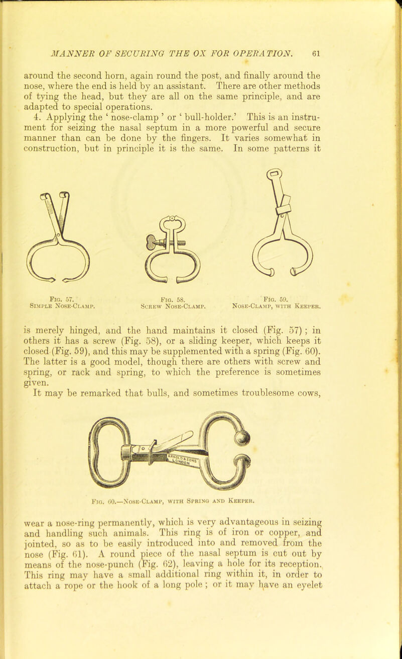 around the second horn, again round the post, and finally around the nose, where the end is held by an assistant. There are other methods of tying the head, but they are all on the same principle, and are adapted to special operations. 4. Applying the ‘ nose-clamp ’ or ‘ bull-holder.’ This is an instru- ment for seizing the nasal septum in a more powerful and secure manner than can be done by the fingers. It varies somewhat in construction, but in principle it is the same. In some patterns it Fig. 58. Screw Nose-Clamp. Fig. 59. Nose-Clamp, with Keeper. is merely hinged, and the hand maintains it closed (Fig. 57) ; in others it has a screw (Fig. 58), or a sliding keeper, which keeps it closed (Fig. 59), and this may be supplemented with a spring (Fig. 60). The latter is a good model, though there are others with screw and spring, or rack and spring, to which the preference is sometimes given. It may be remarked that bulls, and sometimes troublesome cows, Fig. 00.—Nose-Clamp, with Spring and Keeper. wear a nose-ring permanently, which is very advantageous in seizing and handling such animals. This ring is of iron or copper, and jointed, so as to be easily introduced into and removed from the nose (Fig. 61). A round piece of the nasal septum is cut out by means of the nose-punch (Fig. 62), leaving a hole for its reception. This ring may have a small additional ring within it, in order to attach a rope or the hook of a long pole ; or it may l^ave an eyelet