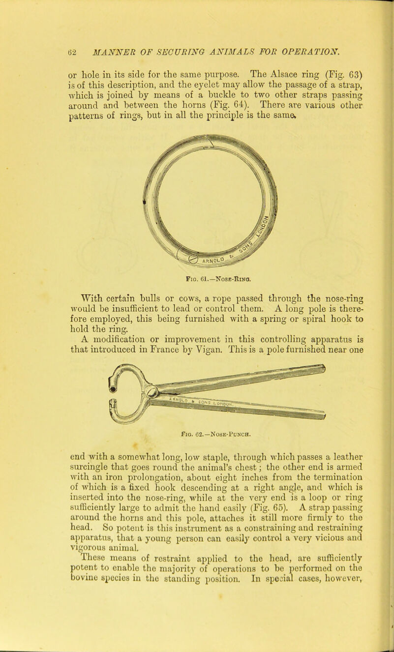 or hole in its side for the same purpose. The Alsace ring (Fig. 63) is of this description, and the eyelet may allow the passage of a strap, which is joined by means of a buckle to two other straps passing around and between the horns (Fig. 64). There are various other patterns of rings, but in all the principle is the same. Fig. 61.—Nose-Ring. With certain bulls or cows, a rope passed through the nose-ring would be insufficient to lead or control them. A long pole is there- fore employed, this being furnished with a spring or spiral hook to hold the ring. A modification or improvement in this controlling apparatus is that introduced in France by Vigan. This is a pole furnished near one Fig. 02.—Nose-Punch. end with a somewhat long, low staple, through which passes a leather surcingle that goes round the animal’s chest; the other end is armed with an iron prolongation, about eight inches from the termination of which is a fixed hook descending at a right angle, and which is inserted into the nose-ring, while at the very end is a loop or ring sufficiently large to admit the hand easily (Fig. 65). A strap passing around the horns and this pole, attaches it still more firmly to the head. So potent is this instrument as a constraining and restraining apparatus, that a young person can easily control a very vicious and vigorous animal. These means of restraint applied to the head, are sufficiently potent to enable the majority of operations to be performed on the bovine species in the standing position. In special cases, however,