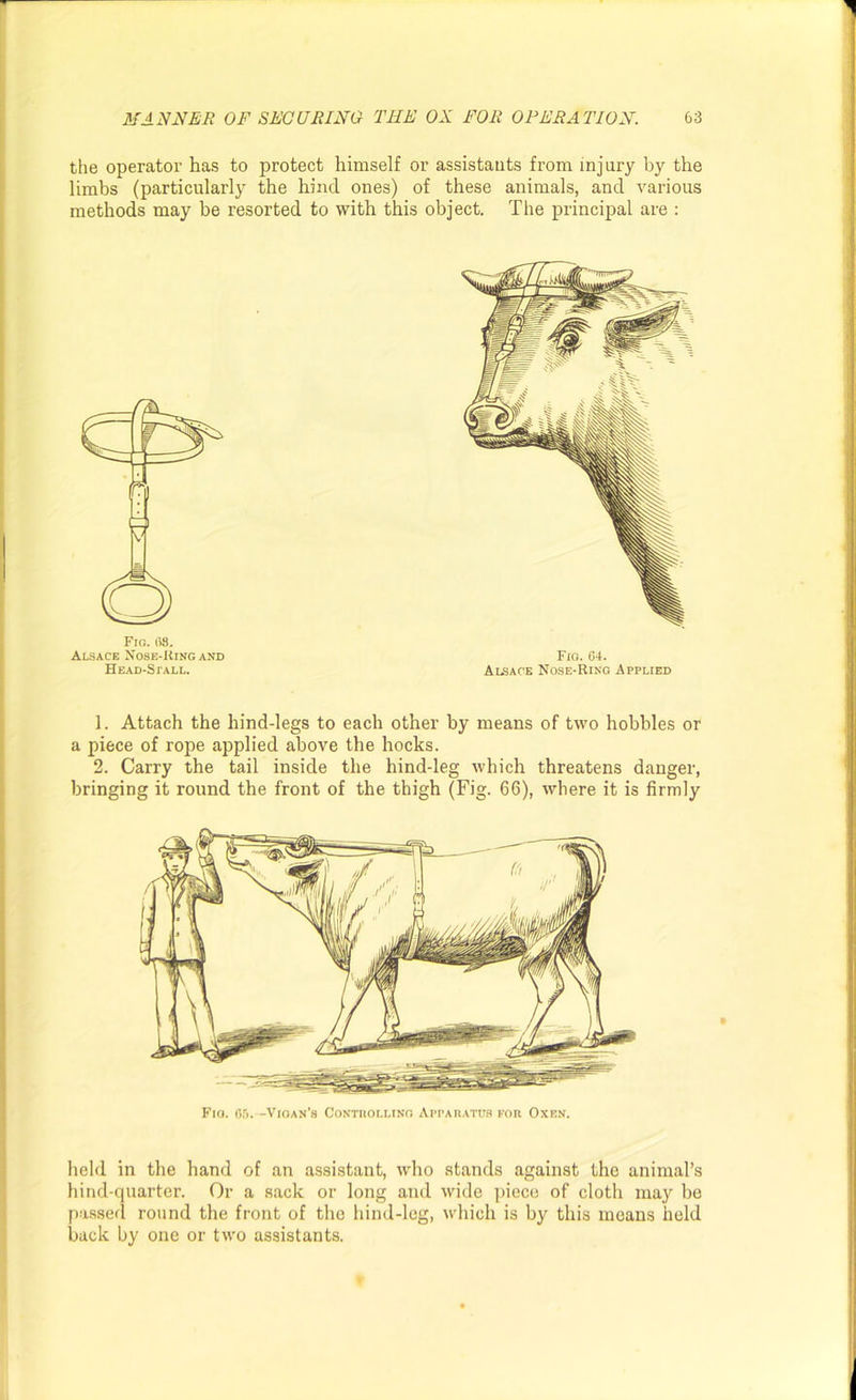 the operator has to protect himself or assistants from injury by the limbs (particularly the hind ones) of these animals, and various methods may be resorted to with this object. The principal are : Fig. OS. Alsace Nose-King and Head-Stall. Fig. 04. Alsace Nose-Ring Applied 1. Attach the hind-legs to each other by means of two hobbles or a piece of rope applied above the hocks. 2. Carry the tail inside the hind-leg which threatens danger, bringing it round the front of the thigh (Fig. 66), where it is firmly Fio. 65. -Vioan’s Contiiollino Apparatus for Oxen. held in the hand of an assistant, who stands against the animal’s hind-quarter. Or a sack or long and wide piece of cloth may be passed round the front of the hind-leg, which is by this means held back by one or two assistants.