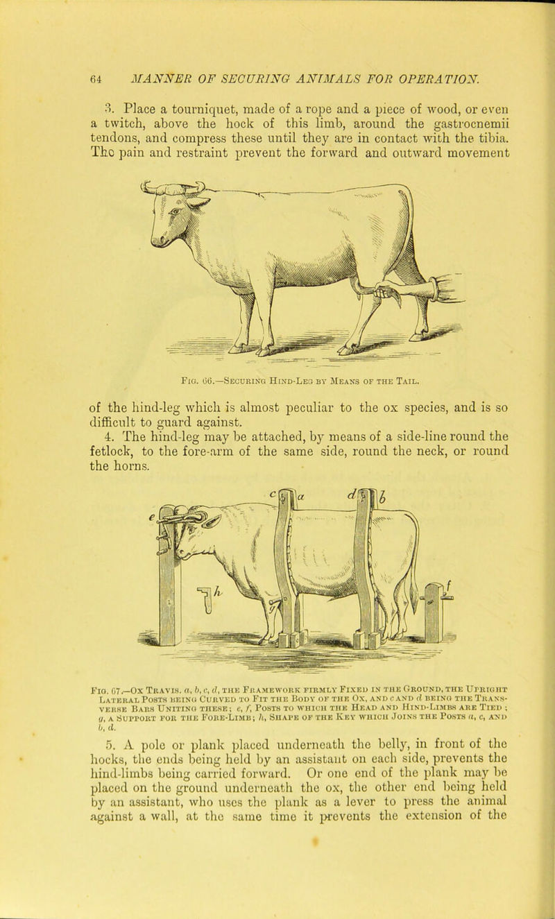 3. Place a tourniquet, made of a rope and a piece of wood, or even a twitch, above the hock of this limb, around the gastrocnemii tendons, and compress these until they are in contact with the tibia. The pain and restraint prevent the forward and outward movement Fig. 06.—Securing Hind-Leo by Means of the Tail. of the hind-leg which is almost peculiar to the ox species, and is so difficult to guard against. 4. The hind-leg may be attached, by means of a side-line round the fetlock, to the fore-arm of the same side, round the neck, or round the horns. Fig. 67.—Ox Travis. a, b, c, d, the Framework firmly Fixed in the Ground, the Upright Lateral Posts being Curved to Fit the Body of the Ox, and c and d being the Trans- verse Bars Uniting these; e, f, Posts to which the Head and Hind-Limbs are Tied ; (/, a Support for the Fore-Limb; h, Shape of the Key which Joins the Posts a, c, and b, cl. 5. A pole or plank placed underneath the belly, in front of the hocks, the ends being held by an assistant on each side, prevents the hind-limbs being carried forward. Or one end of the plank may be placed on the ground underneath the ox, the other end being held by an assistant, who uses the plank as a lever to press the animal against a wall, at the same time it prevents the extension of the