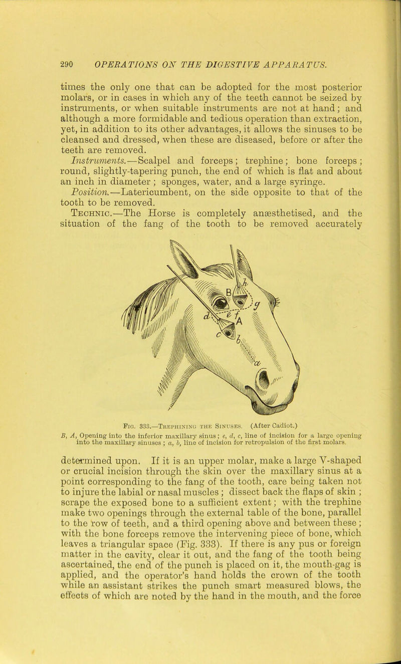 times the only one that can be adopted for the most posterior molars, or in cases in which any of the teeth cannot be seized by instruments, or when suitable instruments are not at hand; and although a more formidable and tedious operation than extraction, yet, in addition to its other advantages, it allows the sinuses to be cleansed and dressed, when these are diseased, before or after the teeth are removed. Instruments.—Scalpel and forceps; trephine; bone forceps; round, slightly-tapering punch, the end of which is flat and about an inch in diameter ; sponges, water, and a large syringe. Position.—Latericumbent, on the side opposite to that of the tooth to be removed. Technic.—The Horse is completely anaesthetised, and the situation of the fang of the tooth to be removed accurately Pio. 333.—Trephining the Sinuses. (After Cadiot.) B, A, Opening into the inferior maxillary sinus; e, d, c, line of incision for a largo opening into the maxillary sinuses ; a, b, line of incision for retropulsion of the first molars. determined upon. If it is an upper molar, make a large V-shaped or crucial incision through the skin over the maxillary sinus at a point corresponding to the fang of the tooth, care being taken not to injure the labial or nasal muscles ; dissect back the flaps of skin ; scrape the exposed bone to a sufficient extent; with the trephine make two openings through the external table of the bone, parallel to the Tow of teeth, and a third opening above and between these ; with the bone forceps remove the intervening piece of bone, which leaves a triangular space (Fig. 333). If there is any pus or foreign matter in the cavity, clear it out, and the fang of the tooth being ascertained, the end of the punch is placed on it, the mouth-gag is applied, and the operator’s hand holds the crown of the tooth while an assistant strikes the punch smart measured blows, the effects of which are noted by the hand in the mouth, and the force