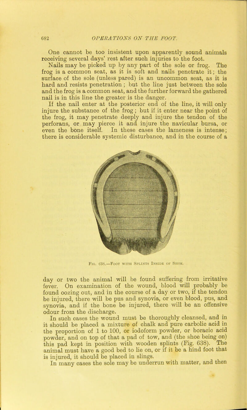 One cannot be too insistent upon apparently sound animals receiving several days’ rest after such injuries to the foot. Nails may be picked up by any part of the sole or frog. The frog is a common seat, as it is soft and nails penetrate it; the surface of the sole (unless pared) is an uncommon seat, as it is hard and resists penetration; but the line just between the sole and the frog is a common seat, and the further forward the gathered nail is in this line the greater is the danger. If the nail enter at the posterior end of the line, it will only injure the substance of the frog; but if it enter near the point of the frog, it may penetrate deeply and injure the tendon of the perforans, or may pierce it and injure the navicular bursa, or even the bone itself. In these cases the lameness is intense; there is considerable systemic disturbance, and in the course of a Fig. G3S.—Foot with Splints Inside of Shoe. day or two the animal will be found suffering from irritative fever. On examination of the wound, blood will probably be found oozing out, and in the course of a day or two, if the tendon be injured, there will be pus and synovia, or even blood, pus, and synovia, and if the bone be injured, there will be an offensive odour from the discharge. In such cases the wound must be thoroughly cleansed, and in it should be placed a mixture of chalk and pure carbolic acid in the proportion of 1 to 100, or iodoform powder, or boracic acid powder, and on top of that a pad of tow, and (the shoe being on) this pad kept in position with wooden splints (Fig. 638). The animal must have a good bed to lie on, or if it be a hind foot that is injured, it should be placed in slings. In many cases the sole may be underrun with matter, and then