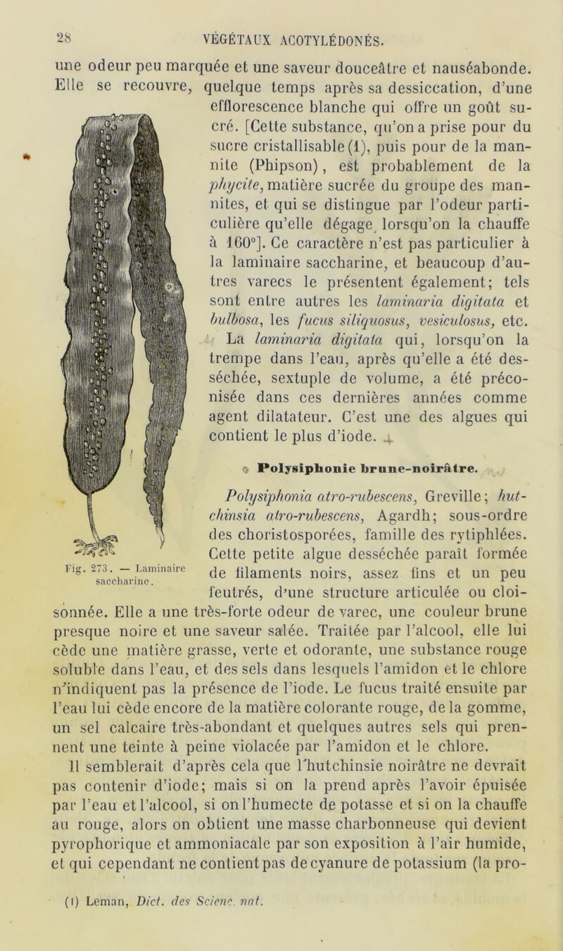 mie odeur peu marquée et une saveur douceâtre et nauséabonde. Elle se recouvre, quelque temps après sa dessiccation, d’une efflorescence blanche qui offre un goût su- cré. [Cette substance, qu’on a prise pour du sucre cristallisable (1), puis pour de la man- nite (Phipson), est probablement de la phycite, matière sucrée du groupe des man- nites, et qui se distingue par l’odeur parti- culière qu’elle dégage lorsqu’on la chauffe à 160°]. Ce caractère n’est pas particulier à la laminaire saccharine, et beaucoup d’au- tres varecs le présentent également; tels sont entre autres les lamïnaria digitata et bulbosa, les fucus siliquosus, vesiculosus, etc. La laminaria digitata qui, lorsqu’on la trempe dans l’eau, après qu’elle a été des- séchée, sextuple de volume, a été préco- nisée dans ces dernières années comme agent dilatateur. C’est une des algues qui contient le plus d’iode. 4 0 Polysiphonie brune-noirâtre. Polysiphonia atro-rubescens, G reville; hut- chinsia atro-rubescens, Agardh; sous-ordre des choristosporées, famille des rytiphlées. Cette petite algue desséchée paraît formée Fig. 273. — Laminaire <]e filaments noirs, assez fins et un peu saccharine. 7 1 feutrés, d’une structure articulée ou cloi- sonnée. Elle a une très-forte odeur de varec, une couleur brune presque noire et une saveur salée. Traitée par l’alcool, elle lui cède une matière grasse, verte et odorante, une substance rouge soluble dans l’eau, et des sels dans lesquels l’amidon et le chlore n'indiquent pas la présence de l’iode. Le fucus traité ensuite par l’eau lui cède encore de la matière colorante rouge, delà gomme, un sel calcaire très-abondant et quelques autres sels qui pren- nent une teinte à peine violacée par l’amidon et le chlore. Il semblerait d’après cela que Thutchinsie noirâtre ne devrait pas contenir d’iode; mais si on la prend après l’avoir épuisée par l’eau et l’alcool, si on l’humecte de potasse et si on la chauffe au rouge, alors on obtient une masse charbonneuse qui devient pyrophorique et ammoniacale par son exposition à l’air humide, et qui cependant ne contient pas de cyanure de potassium (la pro- (1) Léman, Dict. des Scierie, nat.