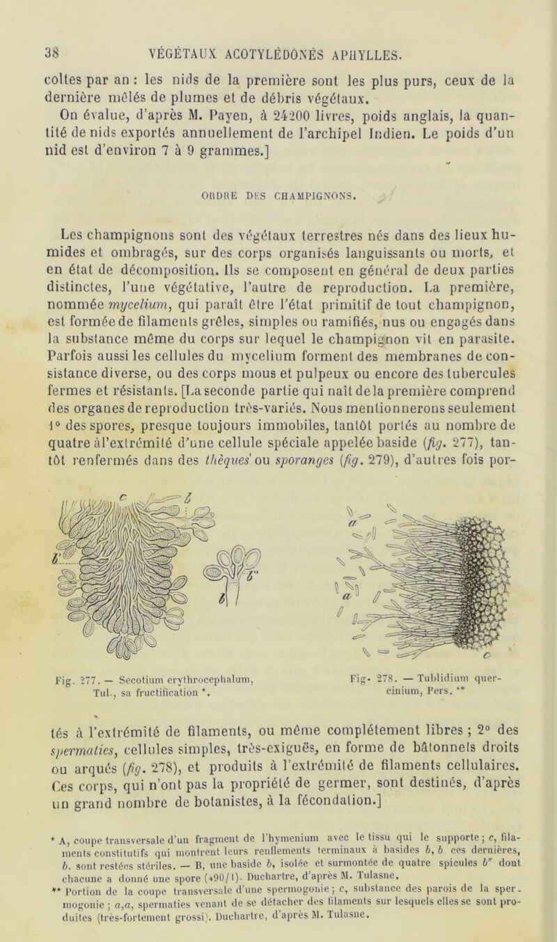 coites par an : les nids de la première sont les plus purs, ceux de la dernière mêlés de plumes et de débris végétaux. On évalue, d’après M. Payen, à 24200 livres, poids anglais, la quan- tité de nids exportés annuellement de l’archipel Indien. Le poids d’un nid est d’environ 7 à 9 grammes.] ORDRE DES CHAMPIGNONS. Les champignons sont des végétaux terrestres nés dans des lieux hu- mides et ombragés, sur des corps organisés languissants ou morts, et en état de décomposition. Ils se composent en général de deux parties distinctes, l’une végétative, l’autre de reproduction. La première, nommée mycélium, qui paraît être l’état primitif de tout champignon, est formée de filaments grêles, simples ou ramifiés, nus ou engagés dans la substance même du corps sur lequel le champignon vit en parasite. Parfois aussi les cellules du mycélium forment des membranes de con- sistance diverse, ou des corps mous et pulpeux ou encore des tubercules fermes et résistants. [Laseconde partie qui naît delà première comprend des organes de reproduction très-variés. Nous mentionnerons seulement 1° des spores, presque toujours immobiles, tantôt portés au nombre de quatre àl’exlrémilé d’une cellule spéciale appelée baside (fig. 277), tan- tôt renfermés dans des thèques ou sporanges (fig. 279), d’autres fois por- tés à l’extrémité de filaments, ou même complètement libres ; 2° des spermatics, cellules simples, très-exiguës, en forme de bâtonnets droits ou arqués (fig. 278), et produits à l’extrémité de filaments cellulaires. Ces corps, qui n’ont pas la propriété de germer, sont destinés, d’après un grand nombre de botanistes, a la fécondation.] * Aj coupc transversale d'un fragment clc 1 hyménium avec le tissu cjui le supporte j c, fila- ments constitutifs qui montrent leurs renflements terminaux à basides b, b ces dernières, b. sont restées stériles. — C, une baside b^ isolée et surmontée de quatre spiculés b dont chacune a donné une spore (* **90/1)- Duchartre, d après M. Tulasne. ** Portion de la coupe transversale d une spermogonie*, c, substance des parois de la sper- mogonie ; spermaties venant de se détacher des filaments sur lesquels elles se sont pro- duites (très-fortement grossi). Duchartre, d après M. Tulasne.