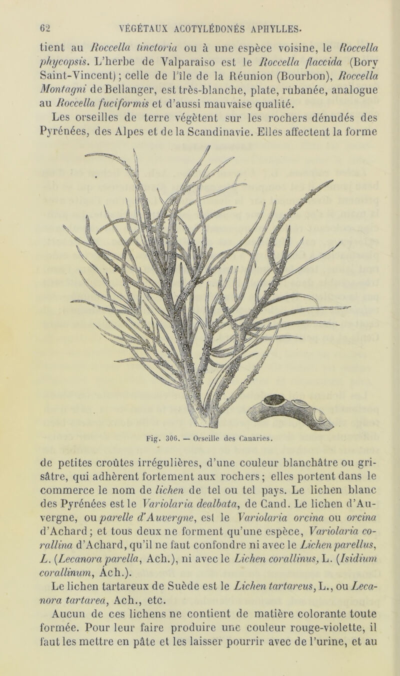 tient au Roccclla linctoriu ou à une espèce voisine, le lioccella phycopsis. L’herbe de Valparaiso est le lioccella flaccida (Borv Saint-Vincent) ; celle de l’île de la Réunion (Bourbon), Roccella Montagni dcBcllanger, est très-blanche, plate, rubanée, analogue au Roccella fuciformis et d’aussi mauvaise qualité. Les orseilles de terre végètent sur les rochers dénudés des Pyrénées, des Alpes et de la Scandinavie. Elles affectent la forme de petites croûtes irrégulières, d’une couleur blanchâtre ou gri- sâtre, qui adhèrent fortement aux rochers; elles portent dans le commerce le nom de lichen de tel ou tel pays. Le lichen blanc des Pyrénées est le Variolaria dealbata, de Cand. Le lichen d’Au- vergne, ou parelle d’Auvergne, est le Variolaria orcina ou orcina d’Achard; et tous deux ne forment qu’une espèce, Variolaria co- rallina d’Achard, qu’il ne faut confondre ni avec le Lichen parellus, L. (Lecanora parella, Ach.), ni avec le Lichen corallinus, L. (Isidium corallinum, Ach.). Le lichen tartareux de Suède est le Lichen tartareus, L., ou Leca- nora tartarea, Ach., etc. Aucun de ces lichens ne contient de matière colorante toute formée. Pour leur faire produire une couleur rouge-violette, il faut les mettre en pâte et les laisser pourrir avec de l’urine, et au