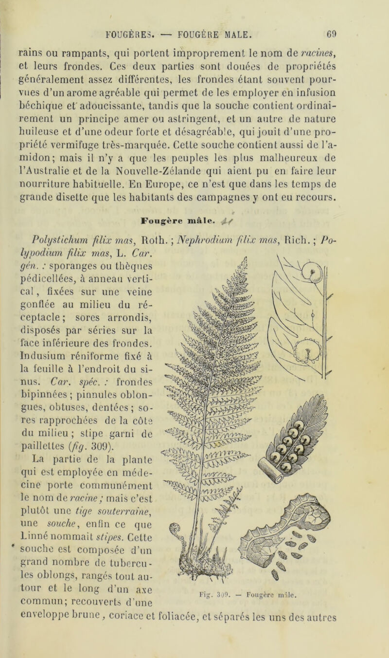 FOUGÈRES. — FOUGÈRE MALE. 60 rains ou rampants, qui portent improprement le nom de racines, et leurs frondes. Ces deux parties sont douées de propriétés généralement assez différentes, les frondes étant souvent pour- vues d’un arôme agréable qui permet de les employer en infusion béchique et'adoucissante, tandis que la souche contient ordinai- rement un principe amer ou astringent, et un autre de nature huileuse et d’une odeur forte et désagréable, qui jouit d’une pro- priété vermifuge très-marquée. Cette souche contient aussi de l’a- midon; mais il n’y a que les peuples les plus malheureux de l’Australie et de la Nouvelle-Zélande qui aient pu en faire leur nourriture habituelle. En Europe, ce n’est que dans les temps de grande disette que les habitants des campagnes y ont eu recours. Fougère mâle. J./ Polystichum filix mas, Roth. ; Nephrodium filix mas, Rich. ; Po- lypodium filix trias, L. Car. yen. : sporanges ou thèques pédicellées, à anneau verti- cal , Fixées sur une veine gonflée au milieu du ré- ceptacle ; sores arrondis, disposés par séries sur la face inférieure des frondes. Indusium réniforme Fixé à la feuille à l’endroit du si- nus. Car. spéc. : frondes bipinnées ; pinnules oblon- gues, obtuses, dentées; so- res rapprochées de la côte du milieu ; stipe garni de paillettes (fy. 3U9). La partie de la plante qui est employée en méde- cine porte communément le nom de racine ; mais c’est plutôt une tiye souterraine, une souche, enfin ce que Linné nommait stipes. Cette souche est composée d’un grand nombre de tubercu- les oblongs, rangés tout au- tour et le long d’un axe commun; recouverts d’une emeloppe brune, coriace et foliacée, et séparés les uns des autres