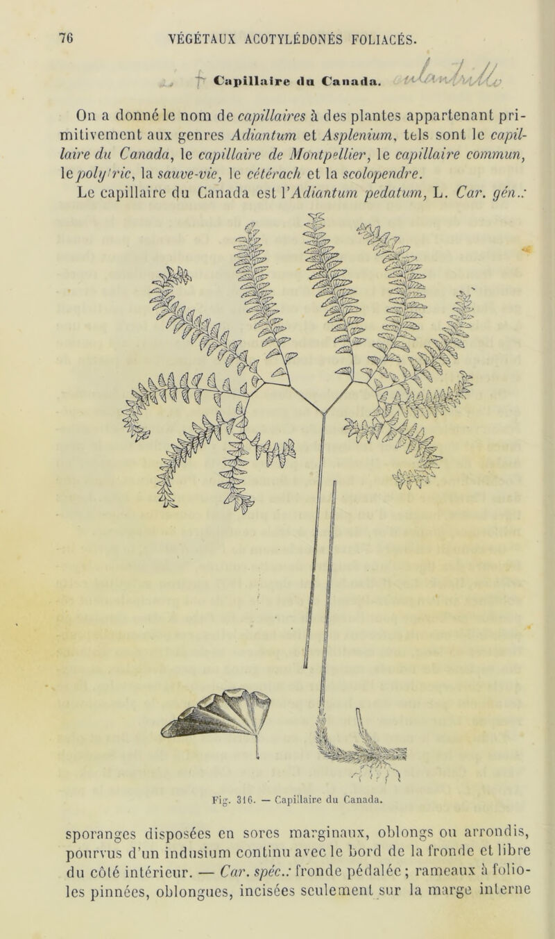 •k J f Capillaire «lu Canaila. On a donné le nom de capillaires à des plantes appartenant pri- mitivement aux genres Adiantum et Asplénium, tels sont le capil- laire du Canada, le capillaire de Montpellier, le capillaire commun, 1 epoly'ric, la sauce-vie, le célérach et la scolopendre. Le capillaire du Canada est Y Adiantum pedatum, L. Car. gén.: Fig. 316. — Capillaire du Canada sporanges disposées en sorcs marginaux, oblongs ou arrondis, pourvus d’un indusium continu avec le bord de la fronde et libre du côté intérieur. — Car. spéc.: fronde pédalée ; rameaux ;'i folio- les pinnées, oblongucs, incisées seulement sur la marge interne