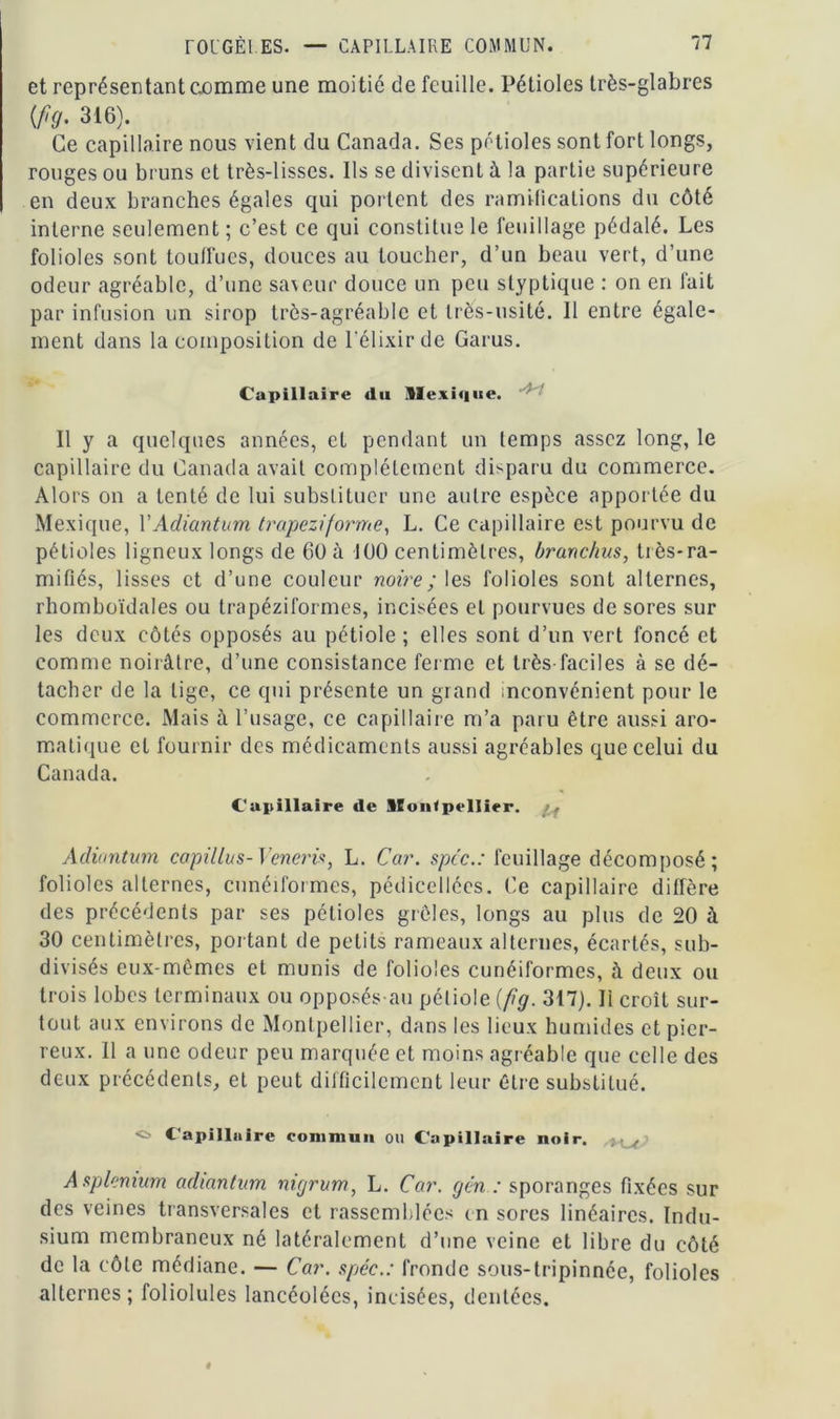 et représentant c.omme une moitié de feuille. Pétioles très-glabres if g- 316). Ce capillaire nous vient du Canada. Ses pétioles sont fort longs, rouges ou bruns et très-lisses. Ils se divisent à la partie supérieure en deux branches égales qui portent des ramifications du côté interne seulement ; c’est ce qui constitue le feuillage pédalé. Les folioles sont touffues, douces au toucher, d’un beau vert, d’une odeur agréable, d’une saveur douce un peu styptique : on en fait par infusion un sirop très-agréable et très-usité. Il entre égale- ment dans la composition de l’élixir de Garus. Capillaire «lu .Mexique. Il y a quelques années, et pendant un temps assez long, le capillaire du Canada avait complètement disparu du commerce. Alors on a tenté de lui substituer une autre espèce apportée du Mexique, VAdiantum trapeziforme, L. Ce capillaire est pourvu de pétioles ligneux longs de 60 h 100 centimètres, branchus, très-ra- mifiés, lisses et d’une couleur noire ; les folioles sont alternes, rhomboïdales ou trapéziformes, incisées et pourvues de sores sur les deux côtés opposés au pétiole ; elles sont d’un vert foncé et comme noirâtre, d’une consistance ferme et très faciles à se dé- tacher de la lige, ce qui présente un grand inconvénient pour le commerce. Mais à l’usage, ce capillaire m’a paru être aussi aro- matique et fournir des médicaments aussi agréables que celui du Canada. Capillaire tle Montpellier. Adiantum copillus- Veneris, L. Car. spcc.: feuillage décomposé; folioles alternes, cunéiformes, pédicellécs. Ce capillaire diffère des précédents par ses pétioles grêles, longs au plus de 20 à 30 centimètres, portant de petits rameaux alternes, écartés, sub- divisés eux-mêmes et munis de folioles cunéiformes, à deux ou trois lobes terminaux ou opposés au pétiole (fg. 317). Ii croît sur- tout aux environs de Montpellier, dans les lieux humides et pier- reux. Il a une odeur peu marquée et moins agréable que celle des deux précédents, et peut difficilement leur être substitué. o Capilliiire commun ou Capillaire noir. Asplénium adiantum nigrum, L. Car. gén : sporanges fixées sur des veines transversales et rassemblées en sores linéaires. Indu- sium membraneux né latéralement d’une veine et libre du côté de la côte médiane. — Car. spéc.: fronde sous-tripinnée, folioles alternes; foliolules lancéolées, incisées, dentées.