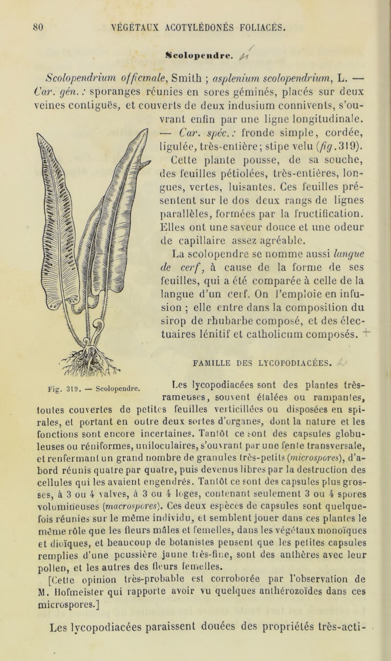 ^colupcndre. Scolopendrium officinale, Smith ; asplénium scolopendrium, L. — Car. gén. : sporanges réunies en sores géminés, placés sur deux veines contiguës, et couverts de deux indusium connivenls, s’ou- vrant enfin par une ligne longitudinale. — Car. spéc. : fronde simple, cordée, ligulée, très-entière; stipe velu {fg.319). Cette plante pousse, de sa souche, des feuilles pétiolées, très-entières, lon- gues, vertes, luisantes. Ces feuilles pré- sentent sur le dos deux rangs de lignes parallèles, formées par la fructification. Elles ont une saveur douce et une odeur de capillaire assez agréable. La scolopendre se nomme aussi langue de cerf, à cause de la forme de ses feuilles, qui a été comparée à celle de la langue d’un Cerf. On l’emploie en infu- sion ; elle entre dans la composition du sirop de rhubarbe composé, et des élec- tuaires lénitif et catholicum composés. +* FAMILLE DES LYCOPODIACÉES. Les lycopodiacées sont des plantes très- rameuses, souvent étalées ou rampantes, toutes couvertes de petites feuilles veiticilices ou disposées en spi- rales, et portant en outre deux sortes d’organes, dont la nature et les fonctions sont encore incertaines. Tantôt ce sont des capsules globu- leuses ou réniformes, uniloculaires, s’ouvrant par une fente transversale, et renfermant un grand nombre de granules très-petits (microspores) y d’a- bord réunis quatre par quatre, puis devenus libres par la destruction des cellules qui les avaient engendrés. Tantôt ce sont des capsules plus gros- ses, à 3 ou 4 valves, à 3 ou 4 loges, contenant seulement 3 ou 4 spores volumineuses (macrospores). Ces deux espèces de capsules sont quelque- fois réunies sur le même individu, et semblent jouer dans ces plantes le même rôle que les fleurs mâles et femelles, dans les végétaux monoïques et diuïques, et beaucoup de botanistes pensent que les petites capsules remplies d’une poussière jaune tiès-fine, sont des anthères avec leur pollen, et les autres des fleurs femelles. [Cette opinion très-probable est corroborée par l’observation de M. Uofmeister qui rapporte avoir vu quelques anthérozoïdes dans ces microspores.] Les lycopodiacées paraissent douées des propriétés très-acti- mm Fig. 319. — Scolopendre.