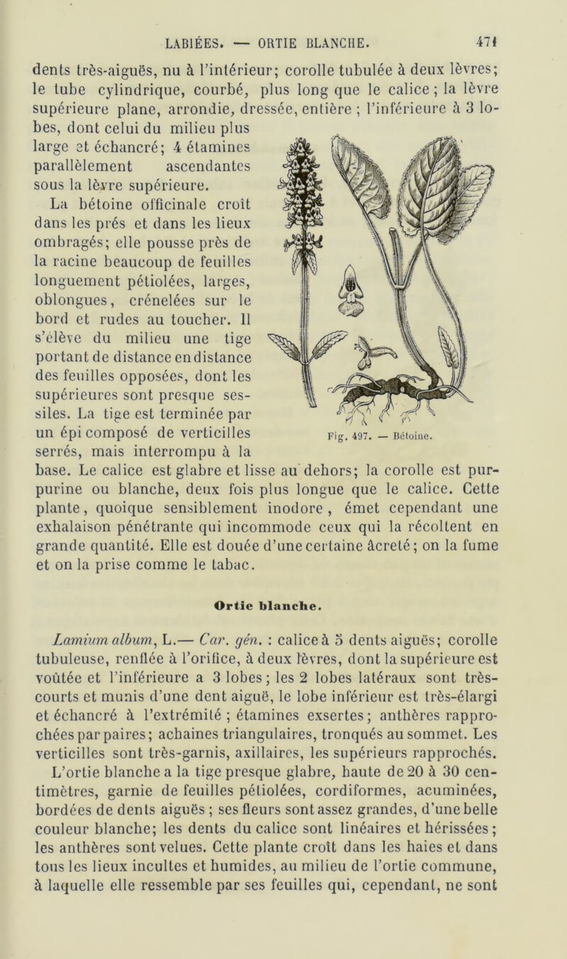 dents très-aiguës, nu à l’intérieur; corolle tubulée à deux lèvres; le tube cylindrique, courbé, plus long que le calice; la lèvre supérieure plane, arrondie, dressée, entière ; l’inférieure à 3 lo- bes, dont celui du milieu plus large etéchancré; 4 étamines parallèlement ascendantes sous la lèvre supérieure. La bétoine officinale croît dans les prés et dans les lieux ombragés; elle pousse près de la racine beaucoup de feuilles longuement pétiolées, larges, oblongues, crénelées sur le bord et rudes au toucher. 11 s’élève du milieu une tige portant de distance en distance des feuilles opposées, dont les supérieures sont presque ses- siles. La tige est terminée par un épi composé de verticilles serrés, mais interrompu à la base. Le calice est glabre et lisse au dehors; la corolle est pur- purine ou blanche, deux fois plus longue que le calice. Cette plante, quoique sensiblement inodore, émet cependant une exhalaison pénétrante qui incommode ceux qui la récoltent en grande quantité. Elle est douée d’une certaine âcreté; on la fume et on la prise comme le tabac. Ortie blanche. Lamium album, L.— Car. gén. : calice à 3 dents aiguës; corolle tubuleuse, renflée à l’orifice, à deux lèvres, dont la supérieure est voûtée et l’inférieure a 3 lobes; les 2 lobes latéraux sont très- courts et munis d’une dent aiguë, le lobe inférieur est très-élargi etéchancré à l’extrémité ; étamines exsertes; anthères rappro- chées par paires; achaines triangulaires, tronqués au sommet. Les verticilles sont très-garnis, axillaires, les supérieurs rapprochés. L’ortie blanche a la tige presque glabre, haute de 20 à 30 cen- timètres, garnie de feuilles pétiolées, cordiformes, acuminées, bordées de dents aiguës; ses fleurs sont assez grandes, d’une belle couleur blanche; les dents du calice sont linéaires et hérissées; les anthères sont velues. Cette plante croît dans les haies et dans tous les lieux incultes et humides, au milieu de l’ortie commune, à laquelle elle ressemble par ses feuilles qui, cependant, ne sont