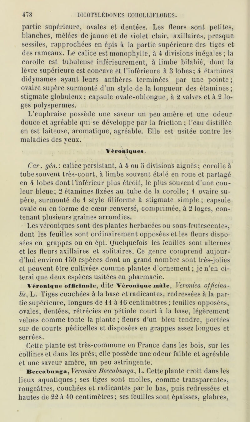 partie supérieure, ovales et dentées. Les fleurs sont petites, blanches, mêlées de jaune et de violet clair, axillaires, presque sessiles, rapprochées en épis à la partie supérieure des tiges et des rameaux. Le calice est monophylle, à 4 divisions inégales; la corolle est tubuleuse inférieurement, à limbe bilabié, dont la lèvre supérieure est concave et l’inférieure à 3 lobes; 4 étamines didynames ayant leurs anthères terminées par une pointe ; ovaire supère surmonté d’un style de la longueur des étamines; stigmate globuleux; capsule ovale-oblongue, à 2 valves et à 2 lo- ges polyspermes. L’euphraise possède une saveur un peu amère et une odeur douce et agréable qui se développe par la friction ; l’eau distillée en est laiteuse, aromatique, agréable. Elle est usitée contre les maladies des yeux. Véroniques. Car. gén.: calice persistant, à 4 ou 3 divisions aiguës; corolle à tube souvent très-court, à limbe souvent étalé en roue et partagé en 4 lobes dont l’inférieur plus étroit, le plus souvent d’une cou- leur bleue; 2 étamines lixées au tube de la corolle; 1 ovaire su- père, surmonté de 1 style filiforme à stigmate simple ; capsule ovale ou en forme de cœur renversé, comprimée, à 2 loges, con- tenant plusieurs graines arrondies. Les véroniques sont des plantes herbacées ou sous-frutescentes, dont les feuilles sont ordinairement opposées et les fleurs dispo- sées en grappes ou en épi. Quelquefois les feuilles sont alternes et les fleurs axillaires et solitaires. Ce genre comprend aujour- d’hui environ 130 espèces dont un grand nombre sont très-jolies et peuvent être cultivées comme plantes d’ornement; je n’en ci- terai que deux espèces usitées en pharmacie. Véronique officinale, dite Véronique mâle, I Et'OniCù offtCMQ.- lis, L. Tiges couchées à la hase et radicantes, redressées à la par- tie supérieure, longues de H à 16 centimètres ; feuilles opposées, ovales, dentées, rétrécies en pétiole court à la base, légèrement velues comme toute la plante; fleurs d’un bleu tendre, portées sur de courts pédicelles et disposées en grappes assez longues et serrées. Cette plante est très-commune en France dans les bois, sur les collines et dans les prés; elle possède une odeur faible et agréable et une saveur amère, un peu astringente. Beccabunga, Veronica Beccabunga, L. Cette plante croît dans les lieux aquatiques ; ses tiges sont molles, comme transparentes, rougeâtres, couchées et radicantes par le bas, puis redressées et hautes de 22 â 40 centimètres ; ses feuilles sont épaisses, glabres,