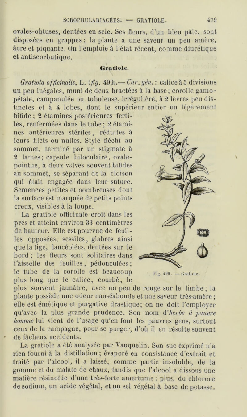 ovales-obtuses, dentées en scie. Ses fleurs, d’un bleu pâle, sont disposées en grappes ; la plante a une saveur un peu arnère, âcre et piquante. On l’emploie à l’état récent, comme diurétique et antiscorbutique. Gratiole. Grcitiola of/îcinalis, L. (fg. 499).— Car.gén. : caliceà5 divisions un peu inégales, muni de deux bractées à la base; corolle gamo- pétale, campanulée ou tubuleuse, irrégulière, à 2 lèvres peu dis- tinctes et à 4 lobes, dont le supérieur entier ou légèrement bifide; 2 étamines postérieures ferti- les, renfermées dans le tube; 2 étami- nes antérieures stériles, réduites à leurs filets ou nulles. Style fléchi au sommet, terminé par un stigmate à 2 lames; capsule biloculaire, ovale- pointue, à deux valves souvent bifides au sommet, se séparant de la cloison qui était engagée dans leur suture. Semences petites et nombreuses dont la surface est marquée de petits points creux, visibles à la loupe. La gratiole officinale croît dans les prés et atteint environ 33 centimètres de hauteur. Elle est pourvue de feuil- les opposées, scssiles, glabres ainsi que la tige, lancéolées, dentées sur le bord ; les fleurs sont solitaires dans l'aisselle des feuilles, pédonculées; le tube de la corolle est beaucoup plus long que le calice, courbé, le plus souvent jaunâtre, avec un peu de rouge sur le limbe; la plante possède une odeur nauséabonde et une saveur très-amère ; elle est émétique et purgative drastique; on ne doit l’employer qu’avec la plus grande prudence. Son nom d'herbe à pauvre homme lui vient de l’usage qu’en font les pauvres gens, surtout ceux de la campagne, pour se purger, d’où il en résulte souvent de fâcheux accidents. La gratiole a été analysée par Vauquelin. Son suc exprimé n’a rien fourni à la distillation; évaporé en consistance d’extrait et traité par l’alcool, il a laissé, comme partie insoluble, de la gomme et du malate de chaux, tandis que l’alcool a dissous une matière résinoïde d’une très-forte amertume: plus, du chlorure de sodium, un acide végétal, et un sel végétal à base de potasse.