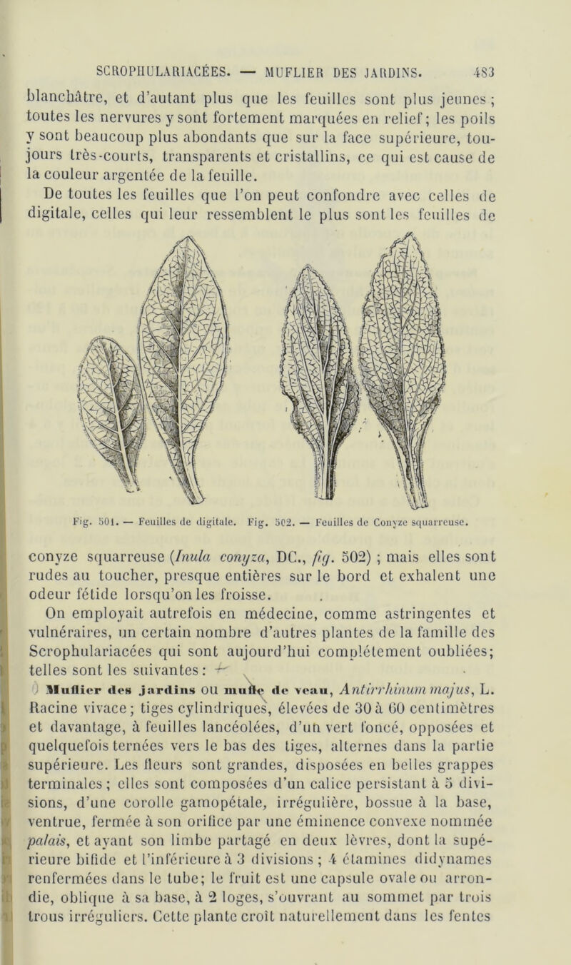 blanchâtre, et d’autant plus que les feuilles sont plus jeunes; toutes les nervures y sont fortement marquées en relief; les poils y sont beaucoup plus abondants que sur la face supérieure, tou- jours très-courts, transparents et cristallins, ce qui est cause de la couleur argentée de la feuille. De toutes les feuilles que l’on peut confondre avec celles de digitale, celles qui leur ressemblent le plus sont les feuilles de conyze squarrcuse (Inula conyza, DC., fig. 502) ; mais elles sont rudes au toucher, presque entières sur le bord et exhalent une odeur fétide lorsqu’on les froisse. On employait autrefois en médecine, comme astringentes et vulnéraires, un certain nombre d’autres plantes de la famille des Scrophulariacées qui sont aujourd’hui complètement oubliées; telles sont les suivantes : -f-' ; u ufli«*r îles jardins OU mu (le de veau, AntlvrllinWïïimojUS, L. Racine vivace; tiges cylindriques, élevées de 30à 00 centimètres et davantage, à feuilles lancéolées, d’un vert foncé, opposées et quelquefois ternées vers le bas des tiges, alternes dans la partie supérieure. Les fleurs sont grandes, disposées en belles grappes terminales ; elles sont composées d’un calice persistant à 5 divi- sions, d’une corolle gamopétale, irrégulière, bossue à la base, ventrue, fermée à son orifice par une éminence convexe nommée palais, et ayant son limbe partagé en deux lèvres, dont la supé- rieure bifide et l’inférieure à 3 divisions; 4 étamines didynames renfermées dans le tube; le fruit est une capsule ovale ou arron- die, oblique à sa base, à 2 loges, s’ouvrant au sommet par trois trous irréguliers. Cette plante croît naturellement dans les fentes