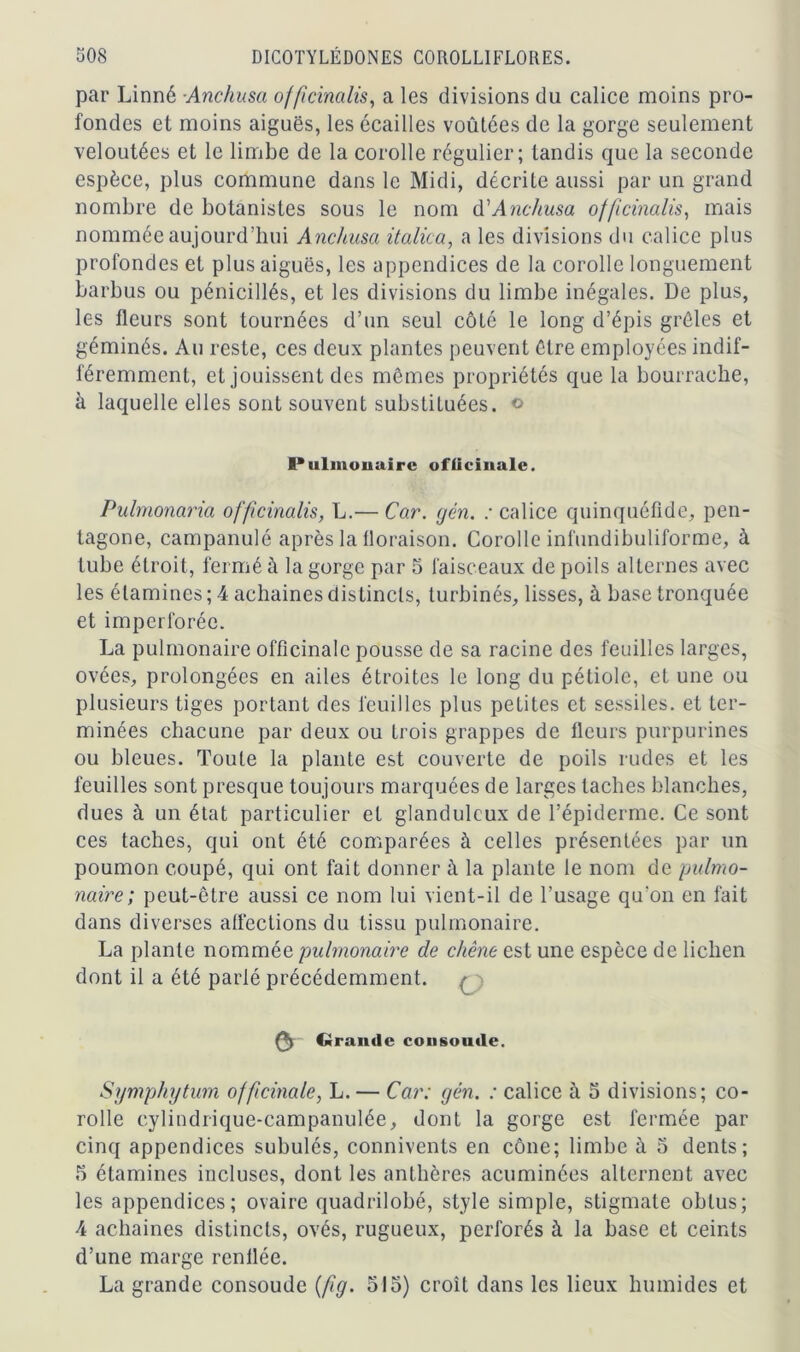 par Linné Anchusa officinalis, a les divisions du calice moins pro- fondes et moins aiguës, les écailles voûtées de la gorge seulement veloutées et le limbe de la corolle régulier; tandis que la seconde espèce, plus commune dans le Midi, décrite aussi par un grand nombre de botanistes sous le nom à'Anchusa officinalis, mais nommée aujourd’hui Anchusa italica, a les divisions du calice plus profondes et plus aiguës, les appendices de la corolle longuement barbus ou pénicillés, et les divisions du limbe inégales. De plus, les fleurs sont tournées d’un seul côté le long d’épis grêles et géminés. Au reste, ces deux plantes peuvent être employées indif- féremment, et jouissent des mêmes propriétés que la bourrache, à laquelle elles sont souvent substituées, o Pulmonaire officinale. Pulmonaria officinalis, L.— Car. yen. : calice quinquéfide, pen- tagone, campanulé après la floraison. Corolle infundibuliforme, à tube étroit, fermé à la gorge par 5 faisceaux de poils alternes avec les étamines ; 4 achaines distincts, turbines, lisses, à base tronquée et imperforée. La pulmonaire officinale pousse de sa racine des feuilles larges, ovées, prolongées en ailes étroites le long du pétiole, et une ou plusieurs tiges portant des feuilles plus petites et sessiles. et ter- minées chacune par deux ou trois grappes de fleurs purpurines ou bleues. Toute la plante est couverte de poils rudes et les feuilles sont presque toujours marquées de larges taches blanches, dues à un état particulier et glanduleux de l’épiderme. Ce sont ces taches, qui ont été comparées à celles présentées par un poumon coupé, qui ont fait donner à la plante le nom de pulmo- naire; peut-être aussi ce nom lui vient-il de l’usage qu’on en fait dans diverses affections du tissu pulmonaire. La plante nommée pulmonaire de chêne est une espèce de lichen dont il a été parlé précédemment. 0 0 Grande consolide. Symphytum officinale, L. — Car: yen. : calice à 5 divisions; co- rolle eylindrique-campanulée, dont la gorge est fermée par cinq appendices subulés, connivents en cône; limbe à 5 dents; 5 étamines incluses, dont les anthères acuminées alternent avec les appendices; ovaire quadrilobé, style simple, stigmate obtus; 4 achaines distincts, ovés, rugueux, perforés à la base et ceints d’une marge renflée. La grande consoude {fy. 515) croît dans les lieux humides et