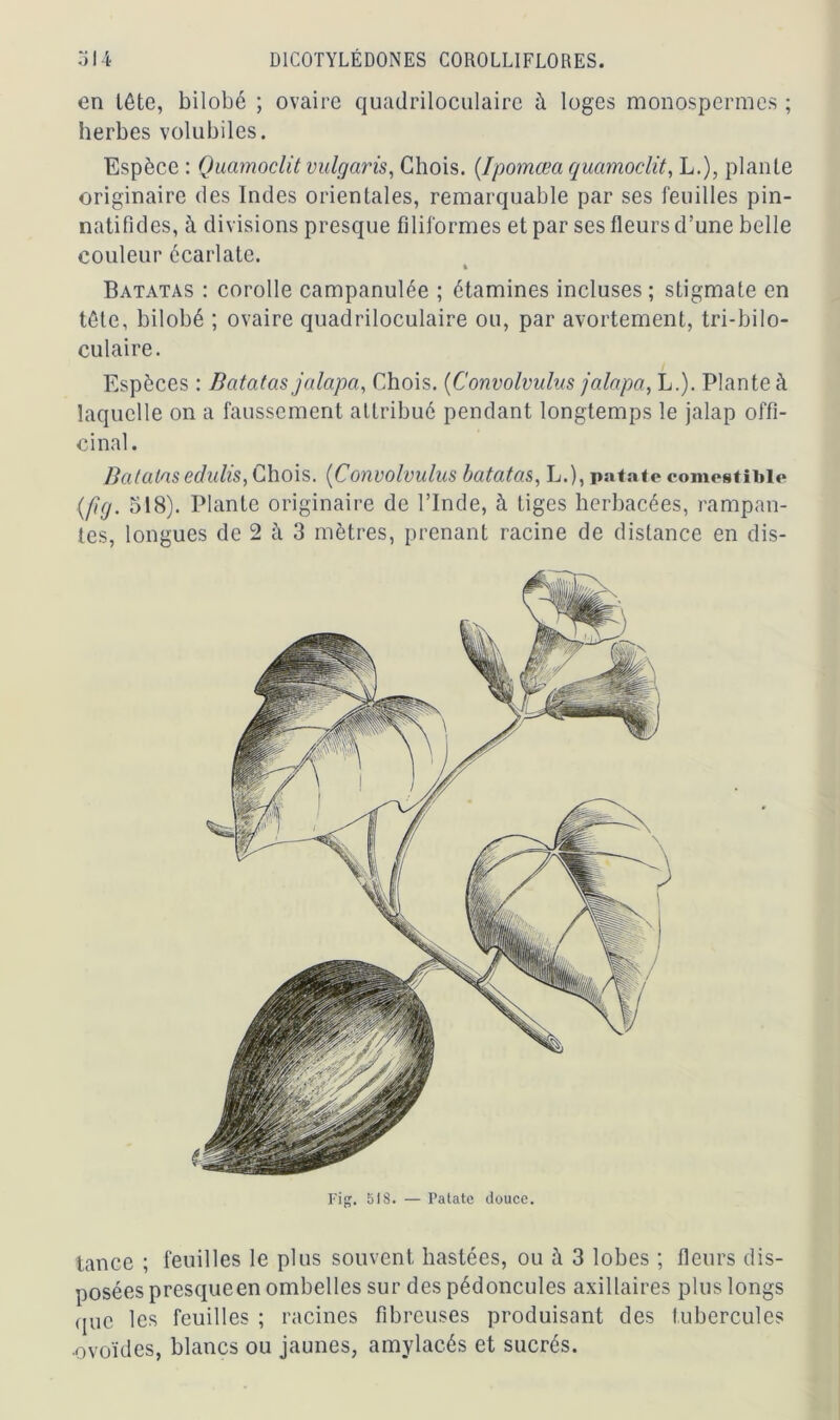 en tête, bilobé ; ovaire quadriloculaire à loges monospermes ; herbes volubiles. Espèce : Quamoclit vulgaris, Chois. (Ipomœa quamoclit, L.), plante originaire des Indes orientales, remarquable par ses feuilles pin- natifides, à divisions presque filiformes et par ses fleurs d’une belle couleur écarlate. t Batatas : corolle campanulée ; étamines incluses ; stigmate en tête, bilobé ; ovaire quadriloculaire ou, par avortement, tri-bilo- culaire. Espèces : Batatas jalapa, Chois. (Convolvulus jalapa, L.). Plante à laquelle on a faussement attribué pendant longtemps le jalap offi- cinal. Batatas edulis, Chois. (Convolvulus batatas, L.), patate comestible (fig. 518). Plante originaire de l’Inde, à tiges herbacées, rampan- tes, longues de 2 à 3 mètres, prenant racine de distance en dis- Fig. 518. — Patate douce. tance ; feuilles le plus souvent hastées, ou à 3 lobes ; fleurs dis- posées presqueen ombelles sur des pédoncules axillaires plus longs que les feuilles ; racines fibreuses produisant des tubercules •ovoïdes, blancs ou jaunes, amylacés et sucrés.