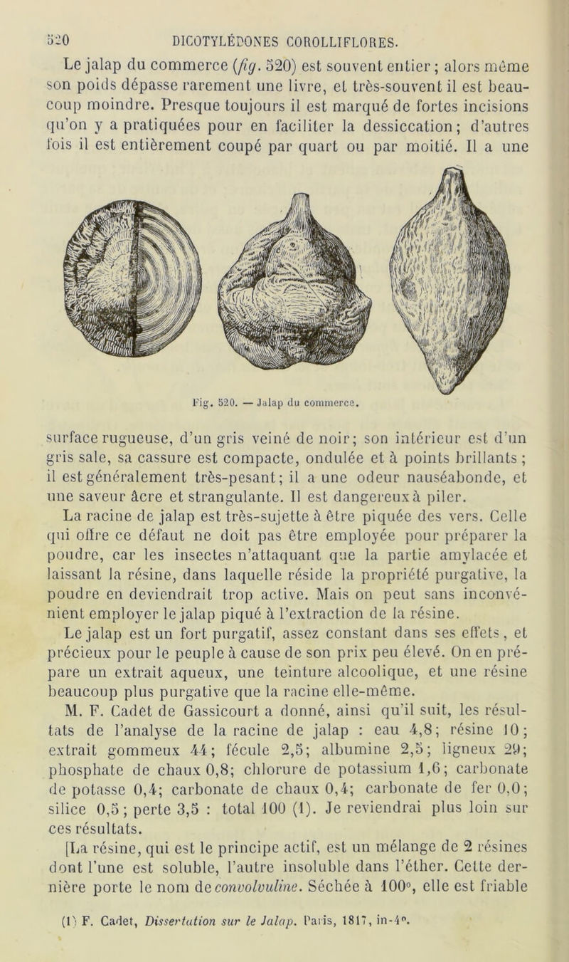 Le jalap du commerce (ftg. 520) est souvent entier ; alors même son poids dépasse rarement une livre, et très-souvent il est beau- coup moindre. Presque toujours il est marqué de fortes incisions qu’on y a pratiquées pour en faciliter la dessiccation; d’autres fois il est entièrement coupé par quart ou par moitié. Il a une Fig. 520. —Jalap du commerce. surface rugueuse, d’un gris veiné de noir; son intérieur est d’un gris sale, sa cassure est compacte, ondulée et à points brillants ; il est généralement très-pesant; il a une odeur nauséabonde, et une saveur âcre et strangulante. Il est dangereux à piler. La racine de jalap est très-sujette à être piquée des vers. Celle qui offre ce défaut ne doit pas être employée pour préparer la poudre, car les insectes n’attaquant que la partie amylacée et laissant la résine, dans laquelle réside la propriété purgative, la poudre en deviendrait trop active. Mais on peut sans inconvé- nient employer le jalap piqué à l’extraction de la résine. Le jalap est un fort purgatif, assez constant dans ses effets, et précieux pour le peuple à cause de son prix peu élevé. On en pré- pare un extrait aqueux, une teinture alcoolique, et une résine beaucoup plus purgative que la racine elle-même. M. F. Cadet de Gassicourt a donné, ainsi qu’il suit, les résul- tats de l’analyse de la racine de jalap : eau 4,8; résine 10; extrait gommeux 44; fécule 2,5; albumine 2,5; ligneux 20; phosphate de chaux 0,8; chlorure de potassium 1,6; carbonate de potasse 0,4; carbonate de chaux 0,4; carbonate de fer 0,0; silice 0,5; perte 3,5 : total 100 (1). Je reviendrai plus loin sur ces résultats. [La résine, qui est le principe actif, est un mélange de 2 résines dont l’une est soluble, l’autre insoluble dans l’éther. Cette der- nière porte le nom deconvolvuline. Séchée à 100°, elle est friable