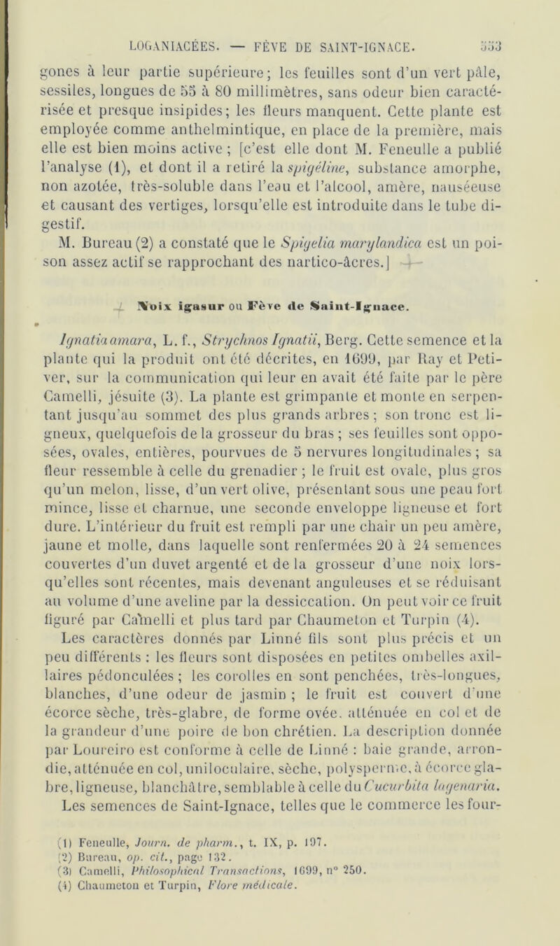 LOGANIACEES. — FÈVE DE SAINT-IGNACE. J.j J gones à leur partie supérieure; les feuilles sont d’un vert pâle, sessiles, longues de 55 à 80 millimètres, sans odeur bien caracté- risée et presque insipides; les ileurs manquent. Cette plante est employée comme anthelmintique, en place de la première, mais elle est bien moins active ; [c’est elle dont M. Feneulle a publié l’analyse (1), et dont il a retiré la spigéline, substance amorphe, non azotée, très-soluble dans l’eau et l’alcool, amère, nauséeuse et causant des vertiges, lorsqu’elle est introduite dans le tube di- gestif. M. Bureau (2) a constaté que le Spigelia marylandica est un poi- son assez actif se rapprochant des nartico-âcres.] ü'ui v igasur ou Père «le Suint-Ignace. Ignatiaamara, L. f., Strychnos fgnatii, Berg. Cette semence et la plante qui la produit ont été décrites, en 1699, par Ray et Peti- ver, sur la communication qui leur en avait été faite par le père Camelli, jésuite (3). La plante est grimpante et monte en serpen- tant jusqu’au sommet des plus grands arbres ; son tronc est li- gneux, quelquefois de la grosseur du bras ; ses feuilles sont oppo- sées, ovales, entières, pourvues de 5 nervures longitudinales ; sa fleur ressemble à celle du grenadier ; le fruit est ovale, plus gros qu’un melon, lisse, d’un vert olive, présentant sous une peau fort mince, lisse et charnue, une seconde enveloppe ligneuse et fort dure. L’intérieur du fruit est rempli par une chair un peu amère, jaune et molle, dans laquelle sont renfermées 20 à 24 semences couvertes d’un duvet argenté et de la grosseur d’une noix lors- qu’elles sont récentes, mais devenant anguleuses et se réduisant au volume d’une aveline par la dessiccation. Un peut voir ce fruit figuré par Gabaelli et plus tard par Chaumeton et Turpin (4). Les caractères donnés par Linné fils sont plus précis et un peu différents : les fleurs sont disposées en petites ombelles axil- laires pédonculées ; les corolles en sont penchées, très-longues, blanches, d’une odeur de jasmin ; le fruit est couvert d’une écorce sèche, très-glabre, de forme ovée. atténuée en col et de la grandeur d’une poire de bon chrétien. La description donnée par Loureiro est conforme à celle de Linné : baie grande, arron- die, atténuée en col, uniloculaire, sèche, polysperme, à écorce gla- bre, ligneuse, blanchâtre, semblable à celle du Cucurbita lagenaria. Les semences de Saint-Ignace, telles que le commerce lesfour- (1) Feneulle, Journ. de pharm., t. IX, p. 197. (2) Bureau, op. cit., page 132. (3) Camelli, Philosophicnl Transactions, IG99, n° 250. (!) Cluuimetou et Turpin, Flore médicale.