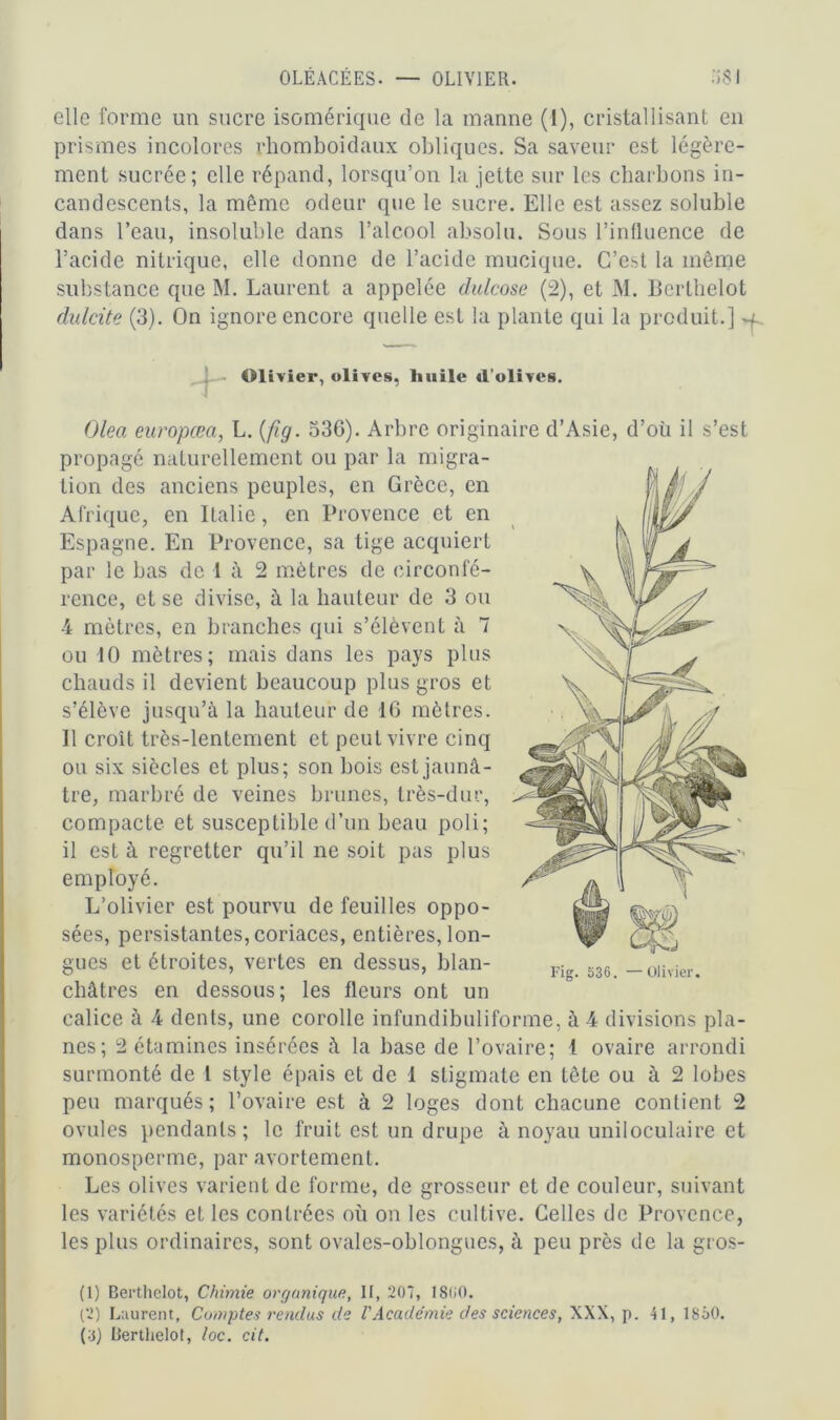 OLÉACÉES. OLIVIER. i clic forme un sucre isomérique de la manne (1), cristallisant en prismes incolores rhomboidaux obliques. Sa saveur est légère- ment sucrée; elle répand, lorsqu’on la jette sur les charbons in- candescents, la même odeur que le sucre. Elle est assez soluble dans l’eau, insoluble dans l’alcool absolu. Sous l’influence de l’acide nitrique, elle donne de l’acide mucique. C’est la même substance que M. Laurent a appelée dulcose (2), et M. Bcrtbelot dulcite (3). On ignore encore quelle est la plante qui la produit.] Olivier, olives, huile d’olives. Olea europœa, L. (fig. 536). Arbre originaire d’Asie, d’oü il s’est propagé naturellement ou par la migra- tion des anciens peuples, en Grèce, en Afrique, en Italie, en Provence et en Espagne. En Provence, sa tige acquiert par le bas de 1 à 2 mètres de circonfé- rence, et se divise, à la hauteur de 3 ou 4 mètres, en branches qui s’élèvent à 7 ou 10 mètres; mais dans les pays plus chauds il devient beaucoup plus gros et s’élève jusqu’à la hauteur de 16 mètres. Il croît très-lentement et peut vivre cinq ou six siècles et plus; son bois est jaunâ- tre, marbré de veines brunes, très-dur, compacte et susceptible d’un beau poli; il est à regretter qu’il ne soit pas plus employé. L’olivier est pourvu de feuilles oppo- sées, persistantes, coriaces, entières, lon- gues et étroites, vertes en dessus, blan- châtres en dessous; les fleurs ont un calice à 4 dents, une corolle infundibuliforme, à 4 divisions pla- nes; 2 étamines insérées à la base de l’ovaire; 1 ovaire arrondi surmonté de 1 style épais et de 1 stigmate en tête ou à 2 lobes peu marqués; l’ovaire est à 2 loges dont chacune contient 2 ovules pendants; le fruit est un drupe à noyau uniloculaire et monosperme, par avortement. Les olives varient de forme, de grosseur et de couleur, suivant les variétés et les contrées où on les cultive. Celles de Provence, les plus ordinaires, sont ovales-oblongues, à peu près de la gros- (1) Berthclot, Chimie organique, II, 207, 1800. (2) Laurent, Comptes rendus de VAcadémie des sciences, XXX, p. 41, 1850. (8) Berthelot, loc. cit.