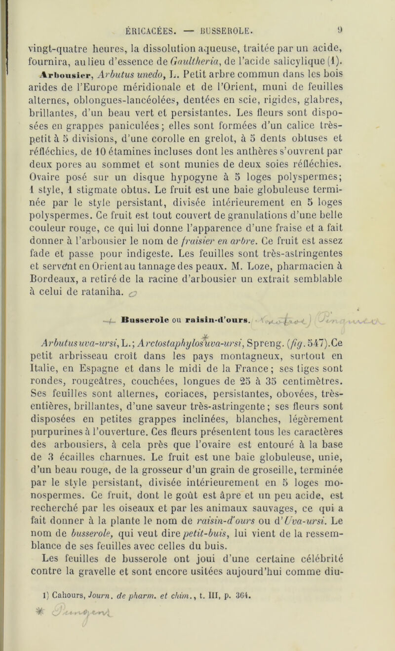 vingt-quatre heures, la dissolution aqueuse, traitée par un acide, fournira, au lieu d’essence de Gaultheria, de l’acide salicylique (1). Arbousier, Arbutus unedo, L. Petit arbre commun dans les bois arides de l’Europe méridionale et de l’Orient, muni de feuilles alternes, oblongues-lancéolées, dentées en scie, rigides, glabres, brillantes, d’un beau vert et persistantes. Les fleurs sont dispo- sées en grappes paniculées; elles sont formées d’un calice très- petit à 5 divisions, d’une corolle en grelot, à 5 dents obtuses et réfléchies, de 10 étamines incluses dont les anthères s’ouvrent par deux pores au sommet et sont munies de deux soies réfléchies. Ovaire posé sur un disque hypogyne à 5 loges polyspermes; 1 style, 1 stigmate obtus. Le fruit est une baie globuleuse termi- née par le style persistant, divisée intérieurement en 5 loges polyspermes. Ce fruit est tout couvert de granulations d’une belle couleur rouge, ce qui lui donne l’apparence d’une fraise et a fait donner à l’arbousier le nom de fraisier en arbre. Ce fruit est assez fade et passe pour indigeste. Les feuilles sont très-astringentes et servént en Orient au tannage des peaux. M. Loze, pharmacien à Bordeaux, a retiré de la racine d’arbousier un extrait semblable û celui de rataniha. & -i liusserole ou raisin-ti’ours. ,, , j , f> Arbutusuva-ursi, L.; Arctostaphylosuva-ursi, Spreng. (fig. 547).Ce petit arbrisseau croît dans les pays montagneux, surtout en Italie, en Espagne et dans le midi de la France; ses liges sont rondes, rougeâtres, couchées, longues de 25 à 35 centimètres. Scs feuilles sont alternes, coriaces, persistantes, obovées, très- entières, brillantes, d’une saveur très-astringente; ses fleurs sont disposées en petites grappes inclinées, blanches, légèrement purpurines à l’ouverture. Ces fleurs présentent tous les caractères des arbousiers, à cela près que l’ovaire est entouré à la base de 3 écailles charnues. Le fruit est une baie globuleuse, unie, d’un beau rouge, de la grosseur d’un grain de groseille, terminée par le style persistant, divisée intérieurement en 5 loges mo- nospermes. Ce fruit, dont le goût est âpre et un peu acide, est recherché par les oiseaux et par les animaux sauvages, ce qui a fait donner à la plante le nom de raisin-etours ou d’Uva-ursi. Le nom de busserole, qui veut dire petit-buis, lui vient de la ressem- blance de ses feuilles avec celles du buis. Les feuilles de busserole ont joui d’une certaine célébrité contre la gravelle et sont encore usitées aujourd’hui comme diu- 1) Cahours, Journ. de pharm. et chim., t. 111, p. 3G1.