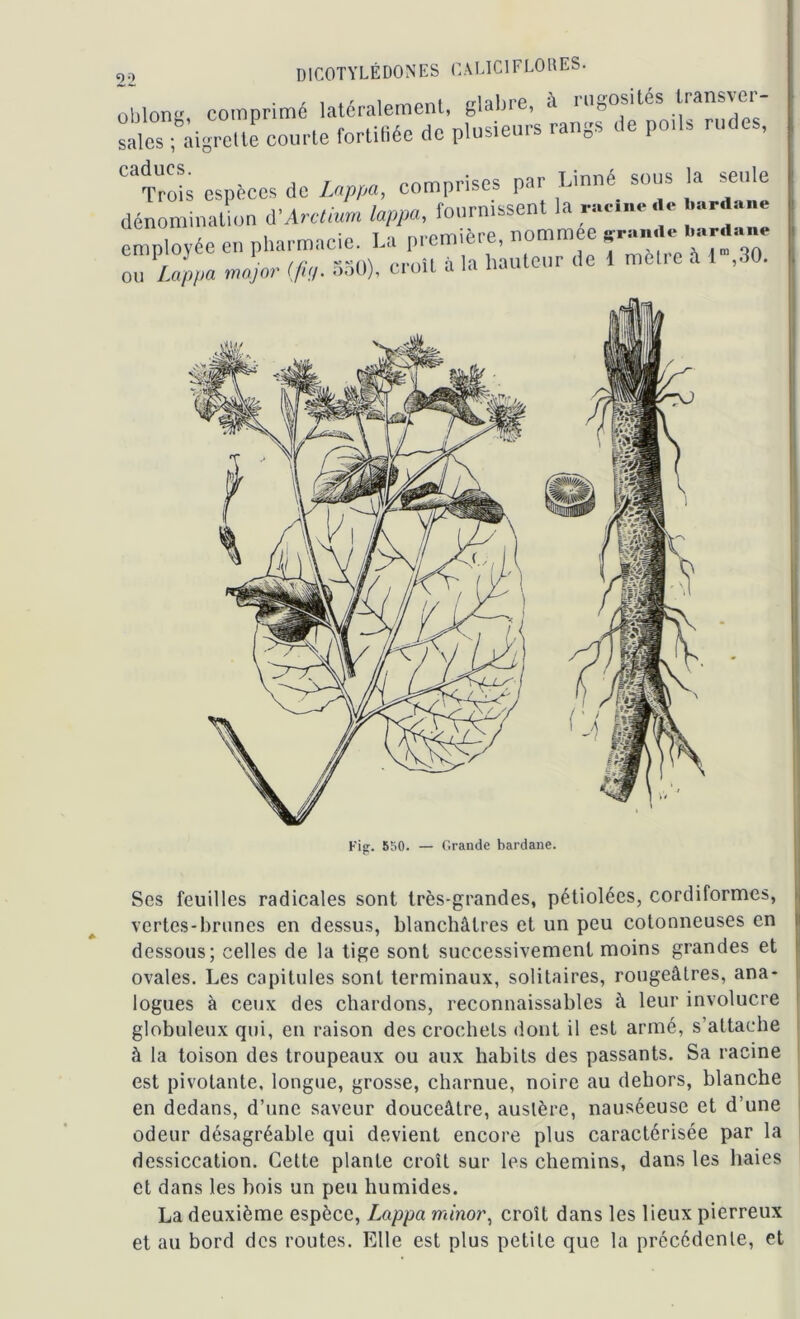 9 9 oblong comprimé latéralement, glabre, à rugosités transver- saleT; aigrette courte fortifiée de plusieurs rangs de po.ls rudes, UTrois espèces de Lappa, comprises par Linné sous la seule dénomination d'Arctium lappa, fournissent la m* « » •' employée en pharmacie. La première, nommée grande ô Lappa major tfuj. 550), croit à la hauteur de 1 mètre à r,30. Fig. 550. — Grande bardane. Ses feuilles radicales sont très-grandes, pétiolées, cordiformes, vertes-brunes en dessus, blanchâtres et un peu cotonneuses en dessous; celles de la tige sont successivement moins grandes et ovales. Les capitules sont terminaux, solitaires, rougeâtres, ana- logues à ceux des chardons, reconnaissables à leur involucre globuleux qui, en raison des crochets dont il est armé, s’attache à la toison des troupeaux ou aux habits des passants. Sa racine est pivotante, longue, grosse, charnue, noire au dehors, blanche en dedans, d’une saveur douceâtre, austère, nauséeuse et d’une odeur désagréable qui devient encore plus caractérisée par la dessiccation. Cette plante croît sur les chemins, dans les haies et dans les bois un peu humides. La deuxième espèce, Lappa minor, croît dans les lieux pierreux et au bord des routes. Elle est plus petite que la précédente, et