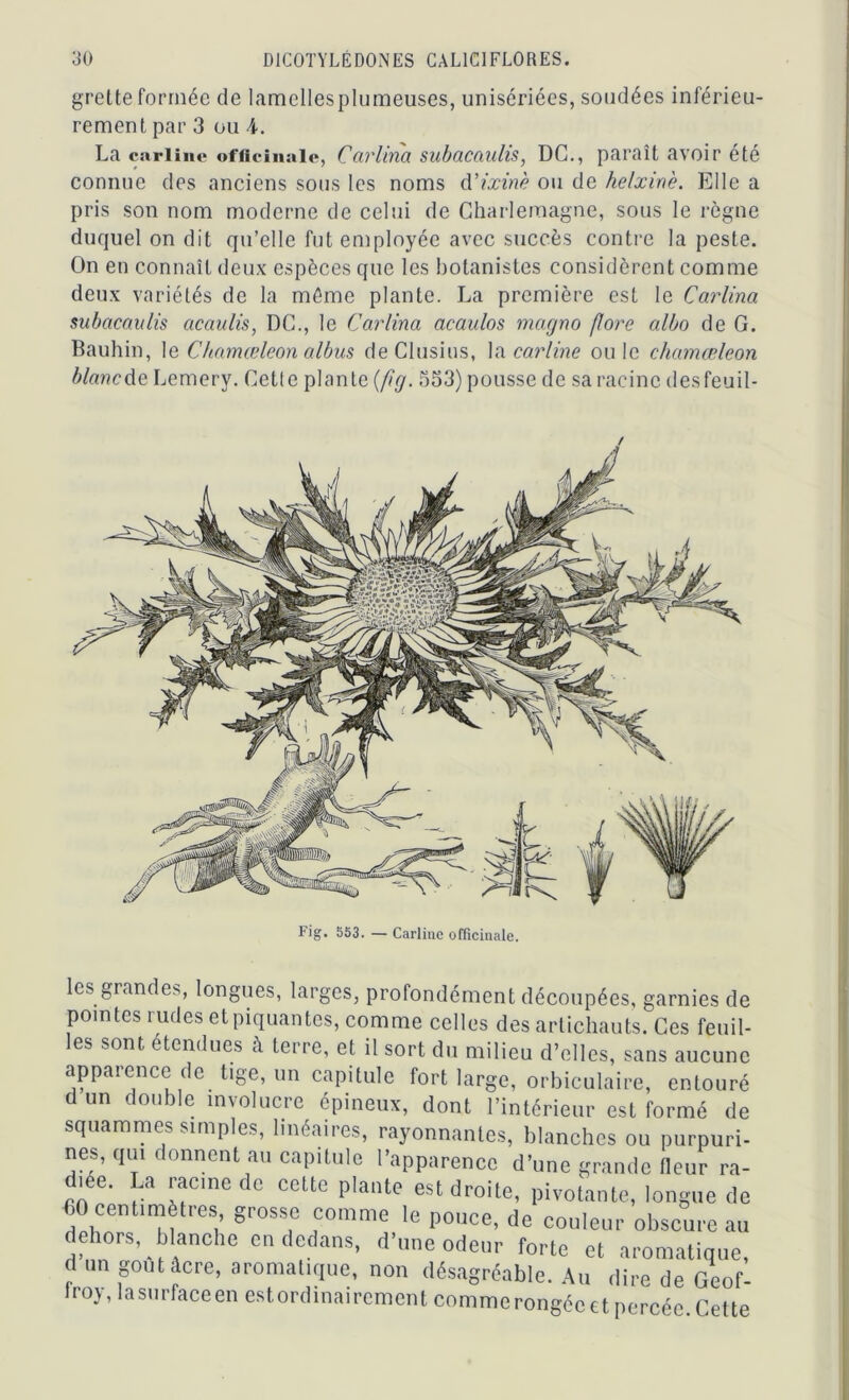 grelte formée de lamellesplumeuses, unisériées, sondées inférieu- rement par 3 ou 4. La carline officinale, Carlina subacaulis, DC., paraît avoir été connue des anciens sous les noms d’ixinè ou de helxine. Elle a pris son nom moderne de celui de Charlemagne, sous le règne duquel on dit qu’elle fut employée avec succès contre la peste. On en connaît deux espèces que les botanistes considèrent comme deux variétés de la même plante. La première est le Carlina subacaulis acaulis, DC., le Carlina acaulos magno flore albo de G. Bauhin, le Chamæleon albus deClusius, la carline ouïe chamœleon blanc de Lemery. Cetle plante {fig. 553) pousse de sa racine desfeuil- Fig. 5S3. — Carline officinale. les grandes, longues, larges, profondément découpées, garnies de pointes rudes etpiquantes, comme celles des artichauts. Ces feuil- es sont étendues à terre, et il sort du milieu d’elles, sans aucune apparence de tige, un capitule fort large, orbiculaire, entouré d un double involucre épineux, dont l’intérieur est formé de squammes simples, linéaires, rayonnantes, blanches ou purpuri- nes, qui donnent au capitule l’apparence d’une grande fleur ra- iee. La racine de cette plante est droite, pivotante, longue de 60 centimètres grosse comme le pouce, de couleur obscure au dehors, blanche en dedans, d’une odeur forte et aromatique, d un goût Acre, aromatique, non désagréable. Au dire de Geof- r°y, la surface en est ordinairement comme rongée et percée. Cette