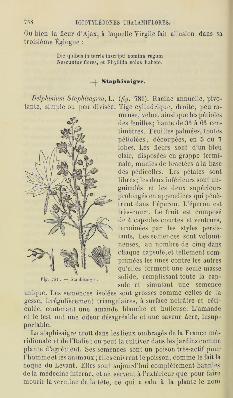 Ou bien la fleur d’Ajax, à laquelle Virgile fait allusion dans sa troisième Églogue : Delphinium Slaphisarjriu, L. (fig. 781). Racine annuelle, pivo- tante, simple ou peu divisée. Tige cylindrique, droite, peu ra- unique. Les semences isolées sont grosses comme celles de la gesse, irrégulièrement triangulaires, à surface noirâtre et réti- culée, contenant une amande blanche et huileuse. L’amande et le test ont une odeur désagréable et une saveur âcre, insup- portable. La slaphisaigre croît dans les lieux ombragés de la France mé- ridionale et de l'Italie ; on peut la cultiver dans les jardins comme plante d’agrément. Ses semences sont un poison très-actif pour l’homme et les animaux ; elles enivrent le poisson, comme le fait la coque du Levant. Elles sont aujourd’hui complètement bannies de la médecine interne, et ne servent à l’extérieur que pour faire mourir la vermine de la tête, ce qui a valu â la plante le nom Die quibus in terris inscripti nomina regtim Nnscuntur flores, et Phyllida solus habeto. Stapliisaigre. Fig. 7$i. — Staphisaigre. meuse, velue, ainsi que les pétioles des feuilles; haute de 35 à 65 cen- timètres. Feuilles palmées, toutes pétiolées , découpées, en 5 ou 7 lobes. Les fleurs sont d’un bleu clair, disposées en grappe termi- nale, munies de bractées à la base des pédicelles. Les pétales sont libres; les deux inférieurs sont un- guiculés et les deux supérieurs prolongés en appendices qui pénè- trent dans l’éperon. L’éperon est très-court. Le fruit est composé de 4 capsules courtes et ventrues, terminées par les styles persis- tants. Les semences sont volumi- neuses, au nombre de cinq dans chaque capsule,et tellement com- primées les unes contre les autres qu’elles forment une seule masse solide, remplissant toute la cap- sule et simulant une semence