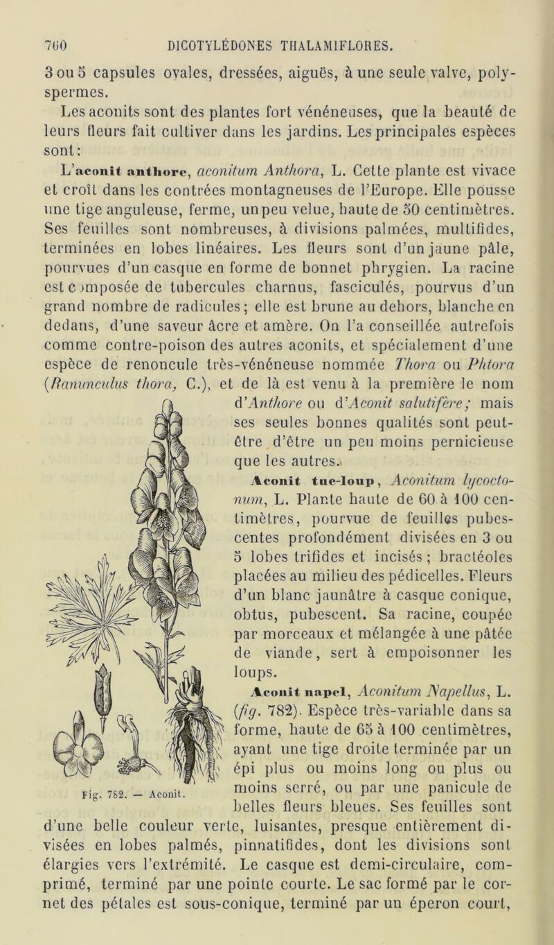 3 ou 5 capsules ovales, dressées, aiguës, à une seule valve, poly- spermes. Les aconits sont des plantes fort vénéneuses, que la beauté de leurs fleurs fait cultiver dans les jardins. Les principales espèces sont: L’aconit anthore, aconitum Anthora, L. Cette plante est vivace et croît dans les contrées montagneuses de l’Europe. Elle pousse une tige anguleuse, ferme, un peu velue, haute de oO centimètres. Ses feuilles sont nombreuses, à divisions palmées, mullifides, terminées en lobes linéaires. Les fleurs sont d’un jaune pâle, pourvues d’un casque en forme de bonnet phrygien. La racine est cimposée de tubercules charnus, fasciculés, pourvus d’un grand nombre de radicules; elle est brune au dehors, blanche en dedans, d’une saveur âcre et amère. On l’a conseillée autrefois comme contre-poison des autres aconits, et spécialement d’une espèce de renoncule très-vénéneuse nommée Thora ou Phtora (Ranunculus thora, C.), et de là est venu à la première le nom d’Anthore ou d'Aconit salutifère; mais ses seules bonnes qualités sont peut- être d’être un peu moins pernicieuse que les autres.» Aconit tue-loup, Aconitum lljCOCto- num, L. Plante haute de 60 à 100 cen- timètres, pourvue de feuilles pubes- centes profondément divisées en 3 ou 5 lobes trilides et incisés ; bractéoles placées au milieu des pédicelles. Fleurs d’un blanc jaunâtre à casque conique, obtus, pubeseent. Sa racine, coupée par morceaux et mélangée à une pâtée de viande, sert à empoisonner les loups. Aconit napel, Aconitum JAapellus, L. (fig. 782). Espèce très-variable dans sa forme, haute de 63 à 100 centimètres, ayant une tige droite terminée par un épi plus ou moins long ou plus ou moins serré, ou par une panicule de belles fleurs bleues. Ses feuilles sont d’une belle couleur verte, luisantes, presque entièrement di- visées en lobes palmés, pinnatifides, dont les divisions sont élargies vers l’extrémité. Le casque est demi-circulaire, com- primé, terminé par une pointe courte. Le sac formé par le cor- net des pétales est sous-conique, terminé par un éperon court, Fig. 7S2. — Aconit.