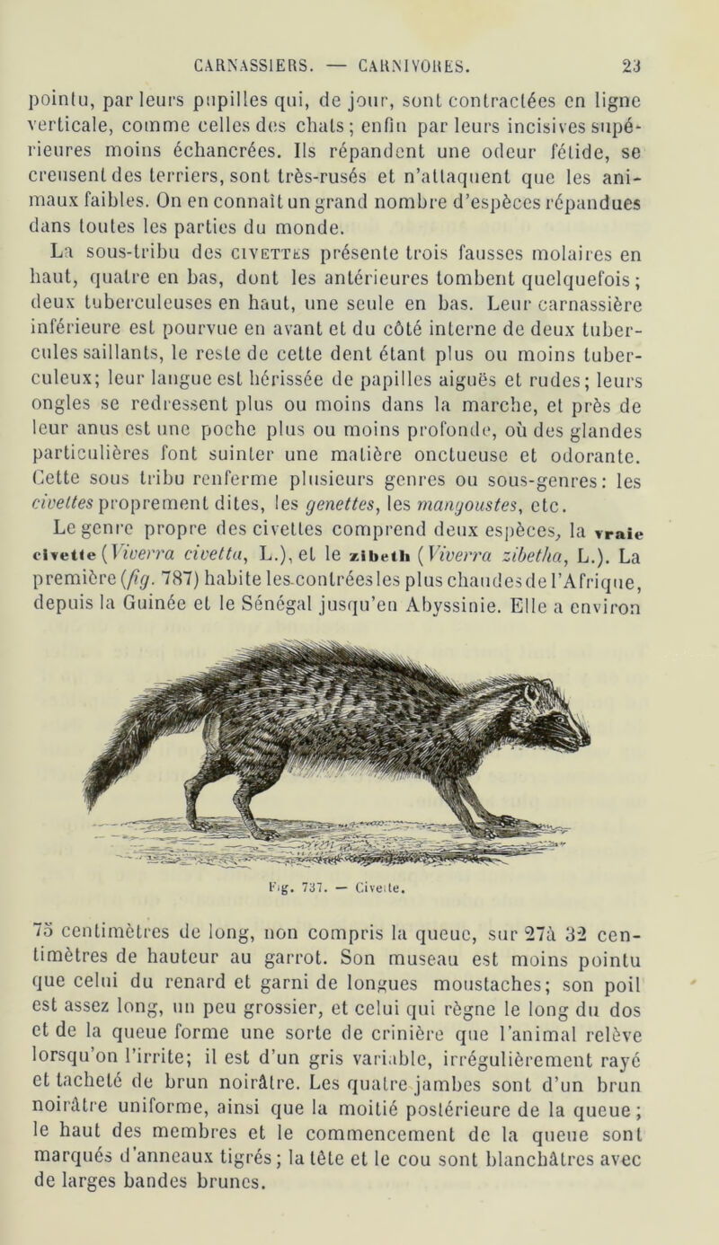 pointu, parleurs pupilles qui, de jour, sont contractées en ligne verticale, comme celles des chats; enfin parleurs incisives supé* rieures moins échancrées. Ils répandent une odeur fétide, se creusent des terriers, sont très-rusés et n’attaquent que les ani- maux faibles. On en connaît un grand nombre d’espèces répandues dans toutes les parties du monde. La sous-tribu des civettes présente trois fausses molaires en haut, quatre en bas, dont les antérieures tombent quelquefois ; deux tuberculeuses en haut, une seule en bas. Leur carnassière inférieure est pourvue en avant et du côté interne de deux tuber- cules saillants, le reste de cette dent étant plus ou moins tuber- culeux; leur langue est hérissée de papilles aiguës et rudes; leurs ongles se redressent plus ou moins dans la marche, et près de leur anus est une poche plus ou moins profonde, où des glandes particulières font suinter une matière onctueuse et odorante. Cette sous tribu renferme plusieurs genres ou sous-genres: les cweltes proprement dites, les genettes, les mangoustes, etc. Le genre propre des civettes comprend deux espèces, la vraie civette ( Vivevva. civet ta, L.),et le zibeth (Viverra zibetha, L.). La première {fig. 787) habite les-contréesles plus chaudesde l’Afrique, depuis la Guinée et le Sénégal jusqu’en Abyssinie. Elle a environ Fig. 737. — Civeite. 75 centimètres de long, non compris la queue, sur 27à 32 cen- timètres de hauteur au garrot. Son museau est moins pointu que celui du renard et garni de longues moustaches; son poil est assez long, un peu grossier, et celui qui règne le long du dos et de la queue forme une sorte de crinière que l’animal relève lorsqu’on l’irrite; il est d’un gris variable, irrégulièrement rayé et tacheté de brun noirâtre. Les quatre jambes sont d’un brun noirâtre uniforme, ainsi que la moitié postérieure de la queue; le haut des membres et le commencement de la queue sont marqués d anneaux tigrés; la tête et le cou sont blanchâtres avec de larges bandes brunes.