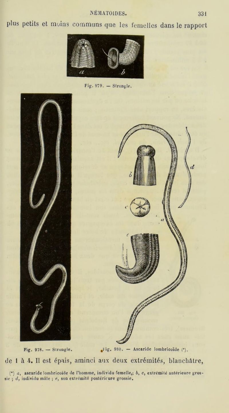 plus petits et moins communs que les femelles dans le rapport Fig. 979. — Slrongle. Fig. 978. — Slrongle. ,1 ig. 980. — Ascaride lombricoïde (•). de I à 4. Il est épais, aminci aux deux extrémités, blanchâtre, (*) a, ascaride lombricoide de l’homme, individu femelle,; b, c, extrémité antérieure gros- sie ; J, individu mâle ; e, son extrémité postérieure grossie.
