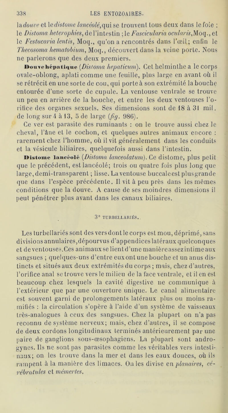 la douve et \edistorne lancéolé, qui se trouvent tous deux dans le foie : le Distoma heterophies, de l’intestin ;le Fascicularia ocularis, Moq., et le Festucaria lentis, Moq., qu’on a rencontrés dans l’œil; enfin le Thecosoma hematobium, Moq., découvert dans la veine porte. Nous ne parlerons que des deux premiers. Douve hépatique (Distoma hepaticum). Cet helminthe a le corps ovale-oblong, aplati comme une feuille, plus large en avant où il se rétrécit en une sorte de cou, qui porte à son extrémité la bouche entourée d'une sorte de cupule. La ventouse ventrale se trouve un peu en arrière de la bouche, et entre les deux ventouses l'o- rifice des organes sexuels. Ses dimensions sont de 18 à 31 mil. de long sur A à 13, u de large (fiy. 986). Ce ver est parasite des ruminants : on le trouve aussi chez le cheval, l’âne et le cochon, et quelques autres animaux encore : rarement chez l’homme, où il vit généralement dans les conduits et la vésicule biliaires, quelquefois aussi dans l’inLestin. Diatome lancéolé (Distoma lanceolatum). Ce distome, plus petit que le précédent, est lancéolé; trois ou quatre fois plus long que large, demi-transparent ; lisse. La ventouse buccalcest plusgrande que dans l’espèce précédente. 11 vit à peu près dans les mêmes conditions que la douve. A cause de ses moindres dimensions il peu! pénétrer plus avant dans les canaux biliaires. 3° TURBEl.LARIÉS.. Les lurbellariés sont des vers dont le corps est mou, déprimé, sans divisions annulaires,dépourvus d’appendices latéraux quelconques et de ventouses.Ces animaux se lientd’unc manièreassezinlimeaux sangsues ; quelques-uns d’entre euxonl une bouche et un anus dis- tincts et situés aux deux extrémités du corps ; mais, chez d’autres, l’orifice anal se trouve vers le milieu de la face ventrale, et il en est beaucoup chez lesquels la cavité digestive ne communique à l’extérieur que par une ouverture unique. Le canal alimentaire est souvent garni de prolongements latéraux plus ou moins ra- mifiés : la circulation s’opère à l’aide d’un système de vaisseaux très-analogues à ceux des sangsues. Chez la plupart on n’a pas reconnu de système nerveux; mais, chez d’autres, il se compose de deux cordons longitudinaux terminés antérieurement par une paire de ganglions sous-œsophagiens. La plupart sont andro- gynes. Ils ne sont pas parasites comme les véritables vers intesti- naux; on les trouve dans la mer et dans les eaux douces, où ils rampent à la manière des limaces. Ouïes divise en planaires, cé- rébratules et mémertes.