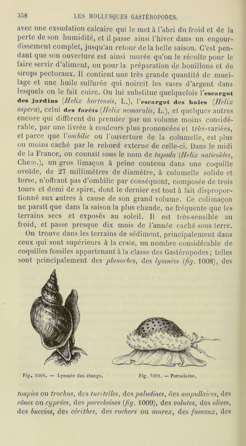 avec une exsudation calcaire qui le met à l'abri du froid et de la perte de son humidité, et il passe ainsi l’hiver dans un engour- dissement complet, jusqu’au retour de la belle saison. C’est pen- dant que son ouverture est ainsi murée qu’on le récolte pour le faire servir d’aliment, ou pour la préparation de bouillons et de sirops pectoraux. 11 contient une très grande quantité de muci- lage et une huile sulfurée qui noircit les vases d’argent dans lesquels on le fait cuire. On lui substitue quelquefois 1’ escargot des jardins [Hélix hortensis, L.), l’escargot des haies [Hélix aspera), celui des forêts [Hélix nemoralis, L.), et quelques autres encore qui diffèrent du premier par un volume moins considé- rable, par une livrée à couleurs plus prononcées et très-variées, et parce que l'ombilic ou l’ouverture de la columelle, est plus ou moins caché par le rebord externe de celle-ci. Dans le midi de la France, on connaît sous le nom de tapcida [Hélix naticoïdes, Chem.), un gros limaçon à peine contenu dans une coquille ovoïde, de 27 millimètres de diamètre, à columelle solide et torse, n’otïrant pas d’ombilic par conséquent, composée de trois tours et demi de spire, dont le dernier est tout à fait dispropor- tionné aux autres à cause de son grand volume. Ce colimaçon ne paraît que dans la saison la plus chaude, ne fréquente que les terrains secs et exposés au soleil. Il est très-sensible au froid, et passe presque dix mois de l'année caché sous terre. On trouve dans les terrains de sédiment, principalement dans ceux qui sont supérieurs à la craie, un nombre considérable de coquilles fossiles appartenant à la classe des Gastéropodes; telles sont principalement des planorbes, des lymnées (fig. 1008), des toupies ou trochus, des turitelles, des paludines, des ampullaires, des cônes ou cyprées, des porcelaines [fig. 1009), des volutes, des olives, des buccins, des cérithes, des rochers ou murex, des fuseaux, des Fig. 1008. — Lymnée des étangs. Fig. 1009. — Porcelaine.