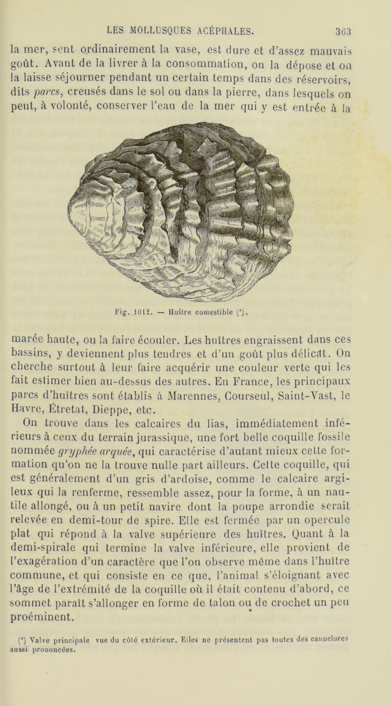 la mer, sent ordinairement la vase, est dure et d’assez mauvais goût. Avant de la livrer à la consommation, on la dépose et on la laisse séjourner pendant un certain temps dans des réservoirs, dits parcs, creusés dans le sol ou dans la pierre, dans lesquels on peut, â volonté, conserver l’eau de la mer qui y est entrée à la Fig. 1012. — Huître comestible (*). marée haute, ou la faire écouler. Les huîtres engraissent dans ces bassins, y deviennent plus tendres et d’un goût plus délicat. On cherche surtout à leur faire acquérir une couleur verte qui les fait estimer bien au-dessus des autres. En France, les principaux parcs d’huîtres sont établis à Marennes, Courseul, Saint-Vast, le Havre, Ëtretat, Dieppe, etc. On trouve dans les calcaires du lias, immédiatement infé- rieurs à ceux du terrain jurassique, une fort belle coquille fossile nommée gryphée arquée, qui caractérise d’autant mieux celte for- mation qu’on ne la trouve nulle part ailleurs. Celte coquille, qui est généralement d’un gris d’ardoise, comme le calcaire argi- leux qui la renferme, ressemble assez, pour la forme, à un nau- tile allongé, ou à un petit navire dont la poupe arrondie serait relevée en demi-tour de spire. Elle est fermée par un opercule plat qui répond à la valve supérieure des huîtres. Quant à la demi-spirale qui termine la valve inférieure, elle provient de l’exagération d’un caractère que l’on observe môme dans l’huître commune, et qui consiste en ce que, l’animal s’éloignant avec l’âge de l’extrémité de la coquille où il était contenu d’abord, ce sommet paraît s’allonger en forme de talon ou de crochet un peu proéminent. (*) Valve principale vue du côté extérieur. Elles ne présentent pas toutes des cannelures aussi prononcées.