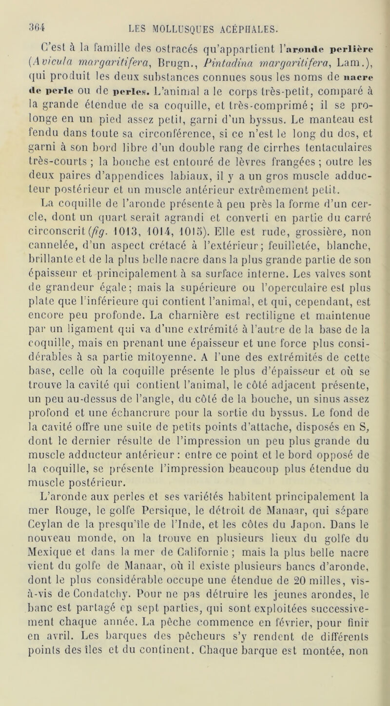 E est à la famille des ostracés qu’appartient l’ar.onde perlière (Avicu/a margaritifera, Brugn., Pintadina margaritifera, Lam.), <1 ui produit les deux substances connues sous les noms de nacre de perle ou de perles. L’animal a le corps très-petit, comparé à la grande étendue de sa coquille, et très-comprimé; il se pro- longe en un pied assez petit, garni d’un byssus. Le manteau est fendu dans toute sa circonférence, si ce n’est le long du dos, et garni à son bord libre d’un double rang de cirrhes tentaculaires très-courts ; la bouche est entouré de lèvres frangées; outre les deux paires d’appendices labiaux, il y a un gros muscle adduc- teur postérieur et un muscle antérieur extrêmement petit. La coquille de l’aronde présente à peu près la forme d’un cer- cle, dont un quart serait agrandi et converti en partie du carré circonscrit (fîg. 1013, 1014, 1013). Elle est rude, grossière, non cannelée, d’un aspect crétacé à l’extérieur; feuilletée, blanche, brillante et de la plus belle nacre dans la plus grande partie de son épaisseur et principalement à sa surface interne. Les valves sont île grandeur égale; mais la supérieure ou l’operculaire est plus plate que l’inférieure qui contient l’animal, et qui, cependant, est encore peu profonde. La charnière est rectiligne et maintenue par un ligament qui va d’une extrémité à l'autre de la base de la coquille, mais en prenant une épaisseur et une force plus consi- dérables à sa partie mitoyenne. A l’une des extrémités de cette base, celle où la coquille présente le plus d’épaisseur et où se trouve la cavité qui contient l’animal, le côté adjacent présente, un peu au-dessus de l’angle, du côté de la bouche, un sinus assez profond et une échancrure pour la sortie du byssus. Le fond de la cavité offre une suite de petits points d’attache, disposés en S, dont le dernier résulte de l’impression un peu plus grande du muscle adducteur antérieur : entre ce point et le bord opposé de la coquille, se présente l’impression beaucoup plus étendue du muscle postérieur. L’aronde aux perles et ses variétés habitent principalement la mer Rouge, le golfe Pcrsique, le détroit de Manaar, qui sépare Ceylan de la presqu’île de l’Inde, et les côtes du Japon. Dans le nouveau monde, on la trouve en plusieurs lieux du golfe du Mexique et dans la mer de Californie; mais la plus belle nacre vient du golfe de Manaar, où il existe plusieurs bancs d’aronde, dont le plus considérable occupe une étendue de 20 milles, vis- à-vis de Condatchy. Pour ne pas détruire les jeunes arondes, le banc est partagé cp sept parties, qui sont exploitées successive- ment chaque année. La pêche commence en février, pour finir en avril. Les barques des pêcheurs s’y rendent de différents points des îles et du continent. Chaque barque est montée, non