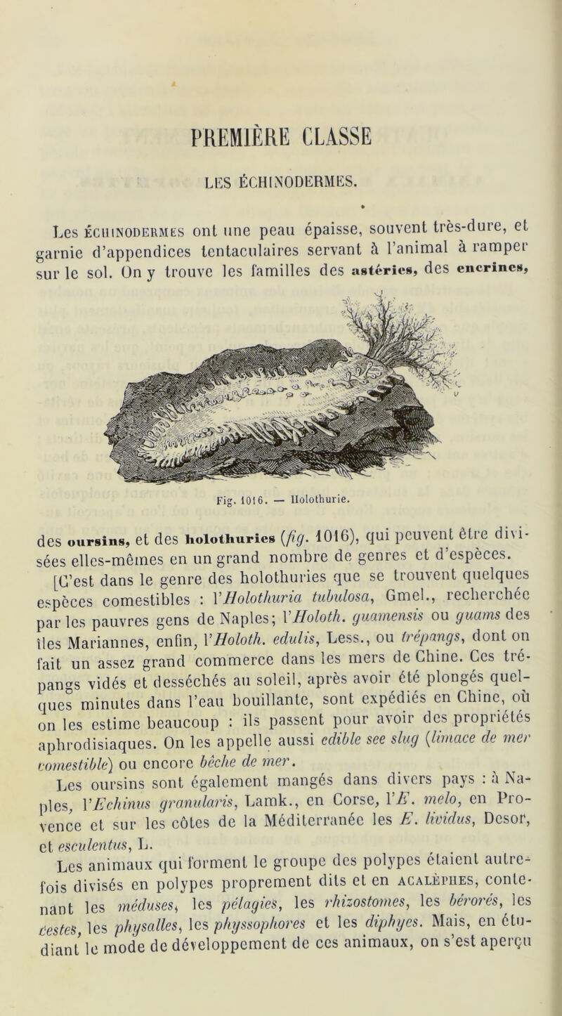 PREMIÈRE CLASSE LUS ÉCHINODËRMES. Les écüinodermes ont une peau épaisse, souvent très-dure, et garnie d’appendices tentaculaires servant à l’animal à ramper sur le sol. Ün y trouve les familles des astéries, des encrincs. Fig. 1016. — Holothurie. des oursins, et des Holothuries {fig. 1016), qui peuvent être divi- sées elles-mêmes en un grand nombre de genres et d’espèces. [C’est dans le genre des holothuries que se trouvent quelques especes comestibles ; Y Holothurie, tubulosa, Gmcl., recheichéc par les pauvres gens de Naples; 1 Holoth. guamensis ou guarns des îles Mariannes, enfin, Y Holoth. edulis, Less., ou trépnngs, dont on fait un assez grand commerce dans les mers de Chine. Ces tré- pangs vidés et desséchés au soleil, après avoir été plongés quel- ques minutes dans l’eau bouillante, sont expédies en Chine, où on les estime beaucoup : ils passent pour avoir des propriétés aphrodisiaques. On les appelle aussi cdible see slug {limace de mer comestible) ou encore bêche de mer. Les oursins sont également mangés dans divers pays : a Na- ples, YEchinus granularis, Lamk., en Corse, 1 h. mclo, en lio- vence et sur les côtes de la Méditerranée les E. lividus, Desor, et esculentus, L. Les animaux qui forment le groupe des polypes étaient autre- fois divisés en polypes proprement dits et en acalèpiies, conte- nant les méduses, les pélagies, les rhizostomes, les bérorés, les testes, les phy salles ^ les physsophores et les diphyes. Mais, en étu- diant le mode de développement de ces animaux, on s’est aperçu