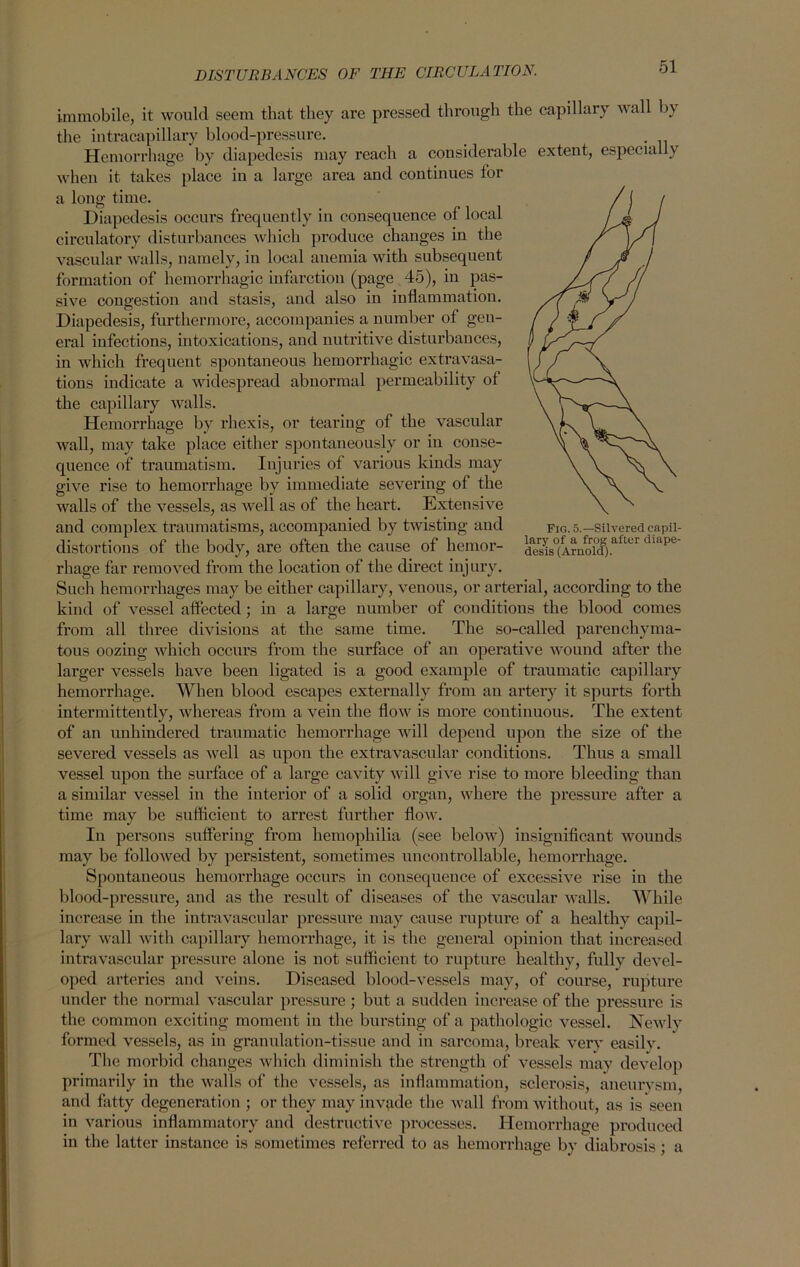 immobile, it would seem that they are pressed through the capillary wall by the iutracapillary blood-pressure. Hemorrhage by diapedesis may reach a considerable extent, especially when it takes place in a large area and continues for a long time. Diapedesis occurs frequently in consequence of local circulatory disturbances which produce changes in the vascular walls, namely, in local anemia with subsequent formation of hemorrhagic infarction (page 45), in pas- sive congestion and stasis, and also in inflammation. Diapedesis, furthermore, accompanies a number of geu- eral infections, intoxications, and nutritive disturbances, in which frequent spontaneous hemorrhagic extravasa- tions indicate a widespread abnormal permeability of the capillary walls. Hemorrhage by rhexis, or tearing of the vascular wall, may take place either spontaneously or in conse- quence of traumatism. Injuries of various kinds may give rise to hemorrhage by immediate severing of the walls of the vessels, as well as of the heart. Extensive and complex traumatisms, accompanied by twisting and distortions of the body, are often the cause of hemor- rhage far removed from the location of the direct injury. Such hemorrhages may be either capillary, venous, or arterial, according to the kind of vessel affected; in a large number of conditions the blood comes from all three divisions at the same time. The so-called parenchyma- tous oozing which occurs from the surface of an operative wound after the larger vessels have been ligated is a good example of traumatic capillary hemorrhage. When blood escapes externally from an artery it spurts forth intermittently, whereas from a vein the flow is more continuous. The extent of an unhindered traumatic hemorrhage will depend upon the size of the severed vessels as well as upon the extravascular conditions. Thus a small vessel upon the surface of a large cavity will give rise to more bleeding than a similar vessel in the interior of a solid organ, where the pressure after a time may be sufficient to arrest further flow. In persons suffering from hemophilia (see below) insignificant wounds may be followed by persistent, sometimes uncontrollable, hemorrhage. Spontaneous hemorrhage occurs in consequence of excessive rise in the blood-pressure, and as the result of diseases of the vascular walls. While increase in the intravascular pressure may cause rupture of a healthy capil- lary wall with capillary hemorrhage, it is the general opinion that increased intravascular pressure alone is not sufficient to rupture healthy, fully devel- oped arteries and veins. Diseased blood-vessels may, of course, rupture under the normal vascular pressure ; but a sudden increase of the pressure is the common exciting moment in the bursting of a pathologic vessel. Newly formed vessels, as in granulation-tissue and in sarcoma, break very easilv. The morbid changes which diminish the strength of vessels may develop primarily in the walls of the vessels, as inflammation, sclerosis, aneurysm, and fatty degeneration ; or they may invqde the wall from without, as is seen in various inflammatory and destructive processes. Hemorrhage produced in the latter instance is sometimes referred to as hemorrhage by diabrosis ; a Fig. 5.—Silvered capil- lary of a frog after diape- desis (Arnold).