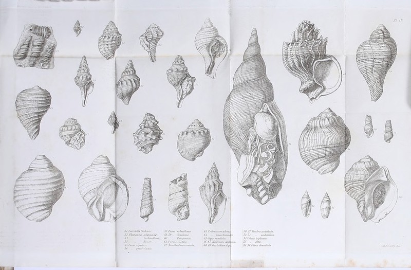 51TurritdlaC/uknris. \57Turns subre/lcms. 52 Plairotoma sultn/tuiliA 582/2 „ Machinas. 52 . CurbirulL/idu. 60 „ Patagonian. 58 Umars. 61 Pyru/a dista/is. 551'usns mjiilanj. 62 Struthiolaria orna/ti. 56 .. pjndirorniis. 63 Triton rcnucuhsu. , 64 .. laoMs/omoulf 65 Cofiis nwnUuer 66.67Mcnoceros ami 68 68 60s Indium Cep, 1 70.7/ Pereira castcUatn. 72.73 uiiduliTeni.. I 74 Vo Itda Uipliaila. 175 alia. j 76 27 Oliva dim id win . O. li^ie.vrdiy Jim-' I