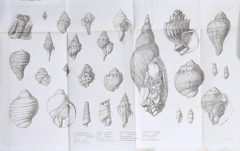 ft n: \S7Turns subre/lcnis. 58s59Jfoaehinus. 60 Patapcmais. 61 J'lru/a distant. 62 Struthielaria orn/dti. 63 Triton rcrmculosu. 64 .. kiuxslomou :■ 65 Caftis moniluer. 66.67 .lfcnoceros ami 68.68 6as Iridium fop t | 70 71 Trrelra costdlatn.. 172.73 undulitera,. i 74 lohda Irip/icala. 75 ■■ alia.. 76 77 Olira. di/nidiatn C9