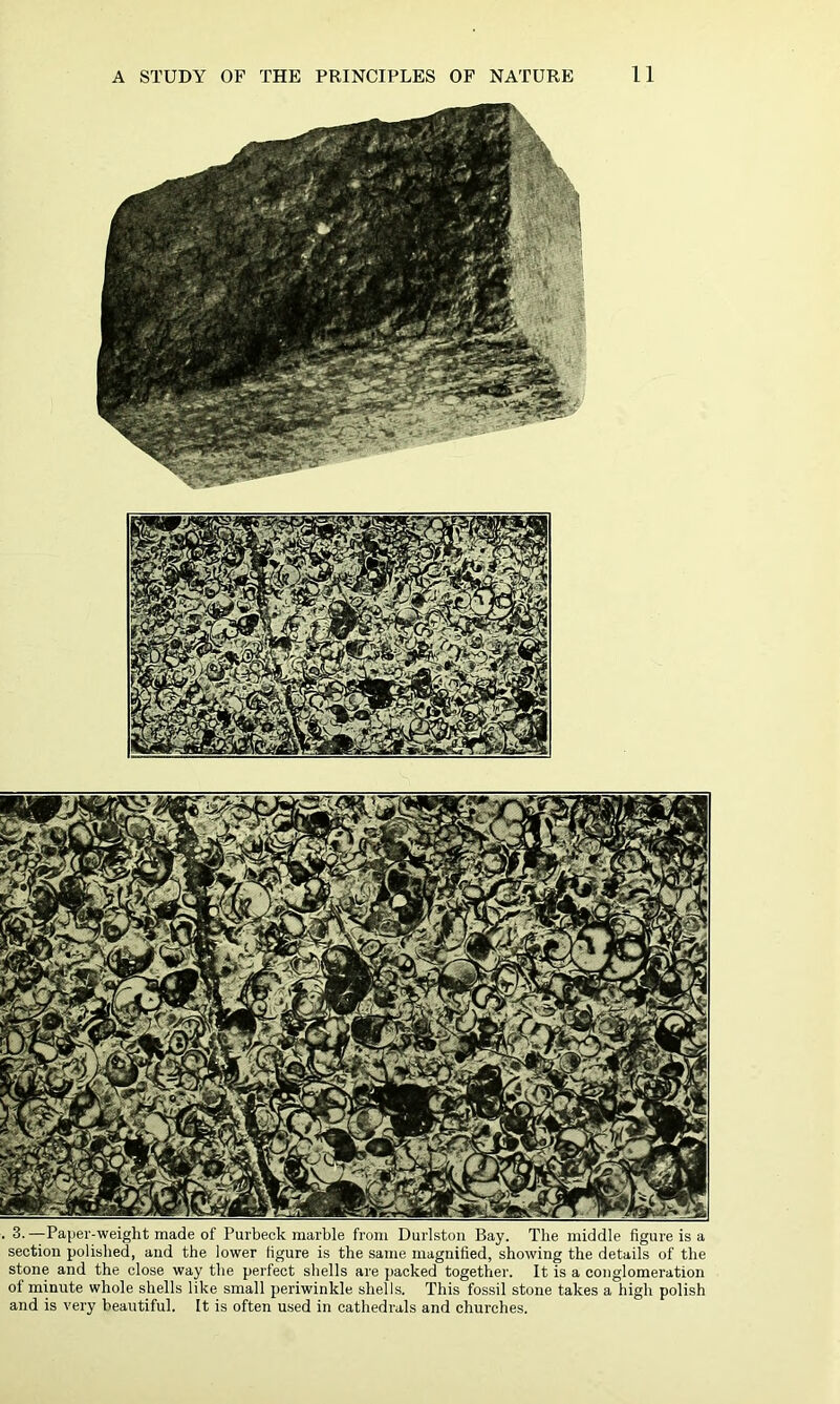 . 3.—Paper-weight made of Purbeek marble from Durlston Bay. The middle figure is a section polished, and the lower figure is the same magnified, showing the details of the stone and the close way the perfect shells are packed together. It is a conglomeration ot minute whole shells like small periwinkle shells. This fossil stone takes a high polish and is very beautiful. It is often used in cathedrals and churches.
