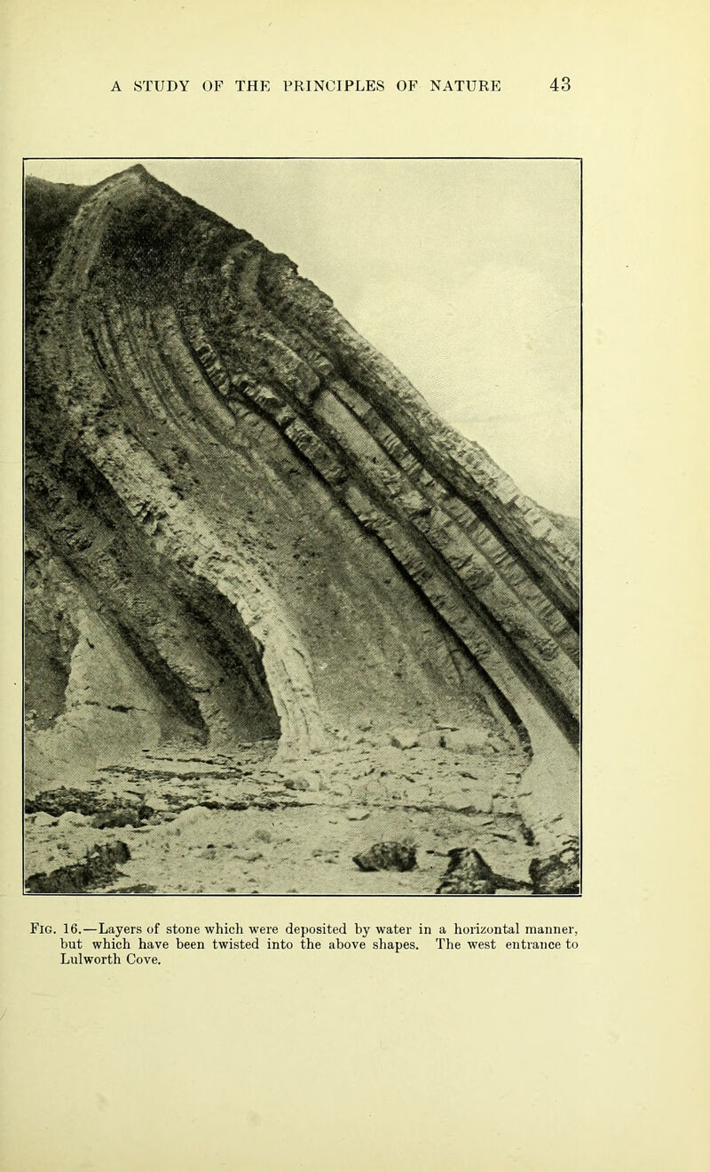 Fig. 16.—Layers of stone which were deposited by water in a horizontal manner, but which have been twisted into the above shapes. The west entrance to Lul worth Cove.