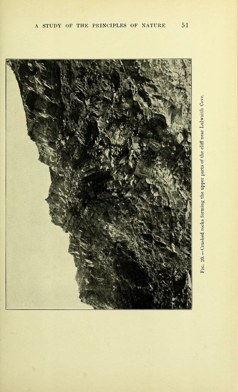 Fig. 20.—Crushed rocks forming the upper parts of the cliff near Lulworth Cove.