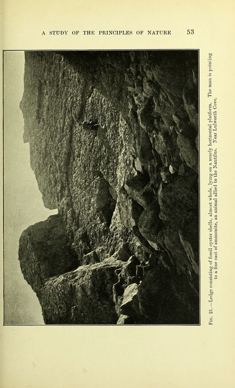Fig. 21.—Ledge consisting of fossil oyster shells, almost whole, lying on a nearly horizontal platform. The man is pointin; to a fine cast of ammonite, an animal allied to the Nautilus. Near Lulworth Cove.