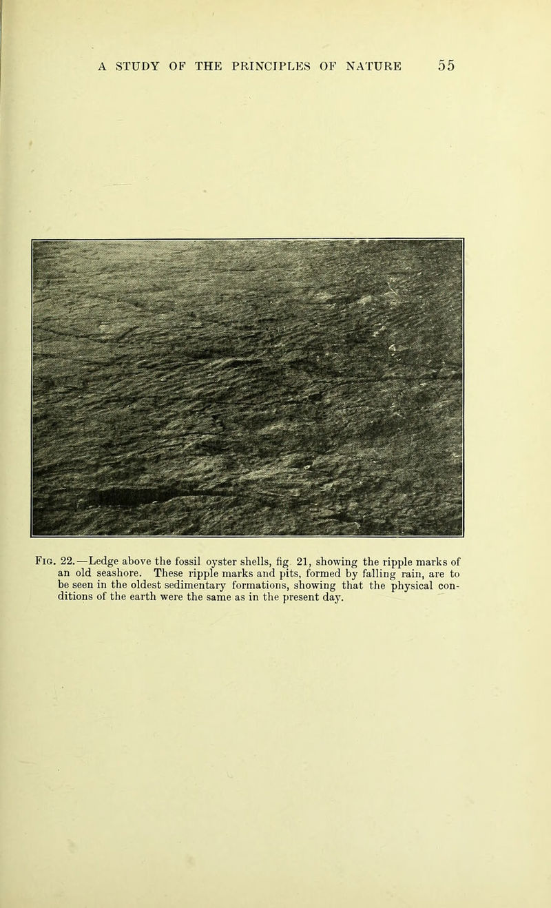 Fig. 22.—Ledge above the fossil oyster shells, fig 21, showing the ripple marks of an old seashore. These ripple marks and pits, formed by falling rain, are to be seen in the oldest sedimentary formations, showing that the physical con- ditions of the earth were the same as in the present da}’.